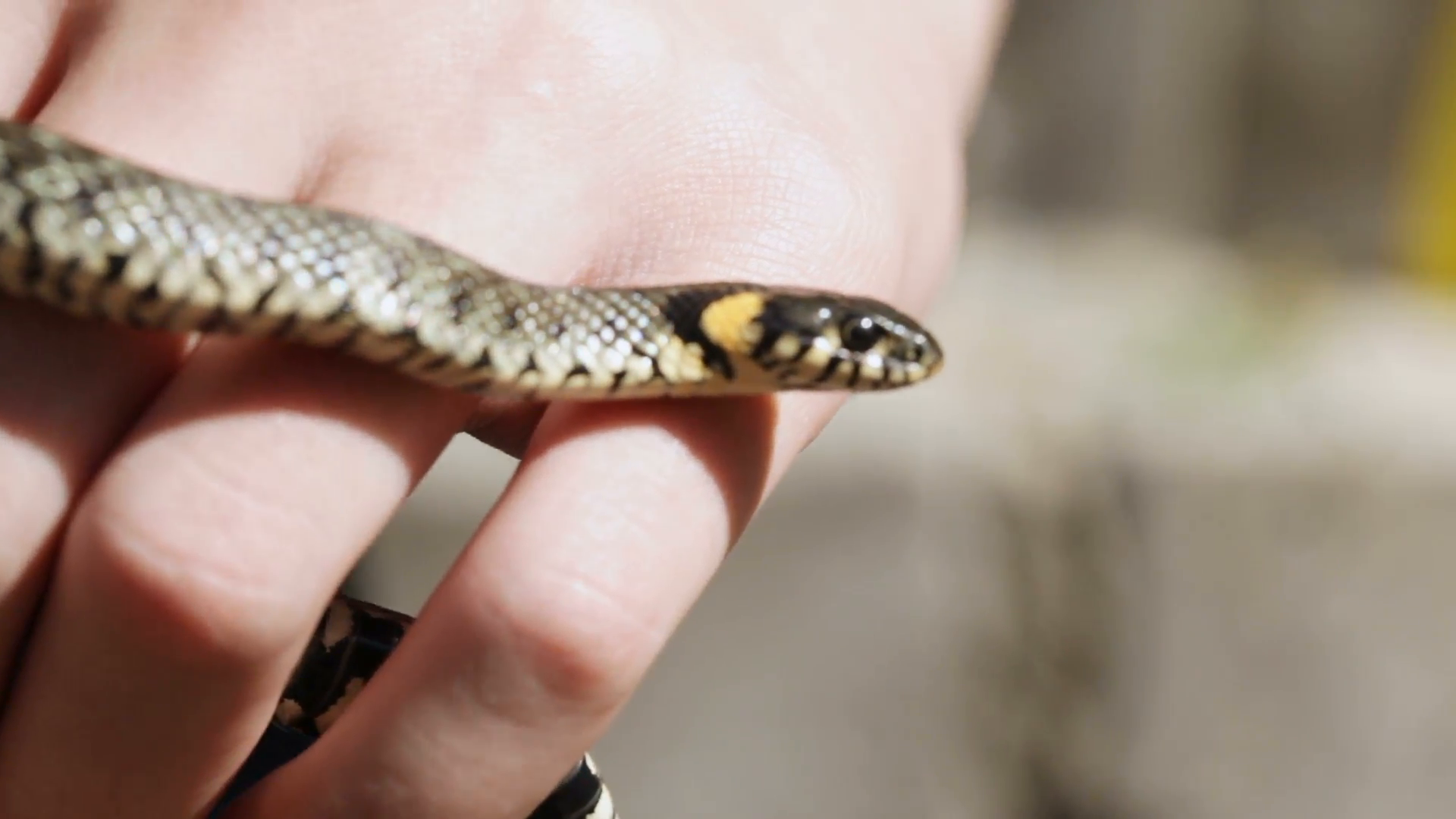 Grass snake in his hands Stock Video Footage - Videoblocks