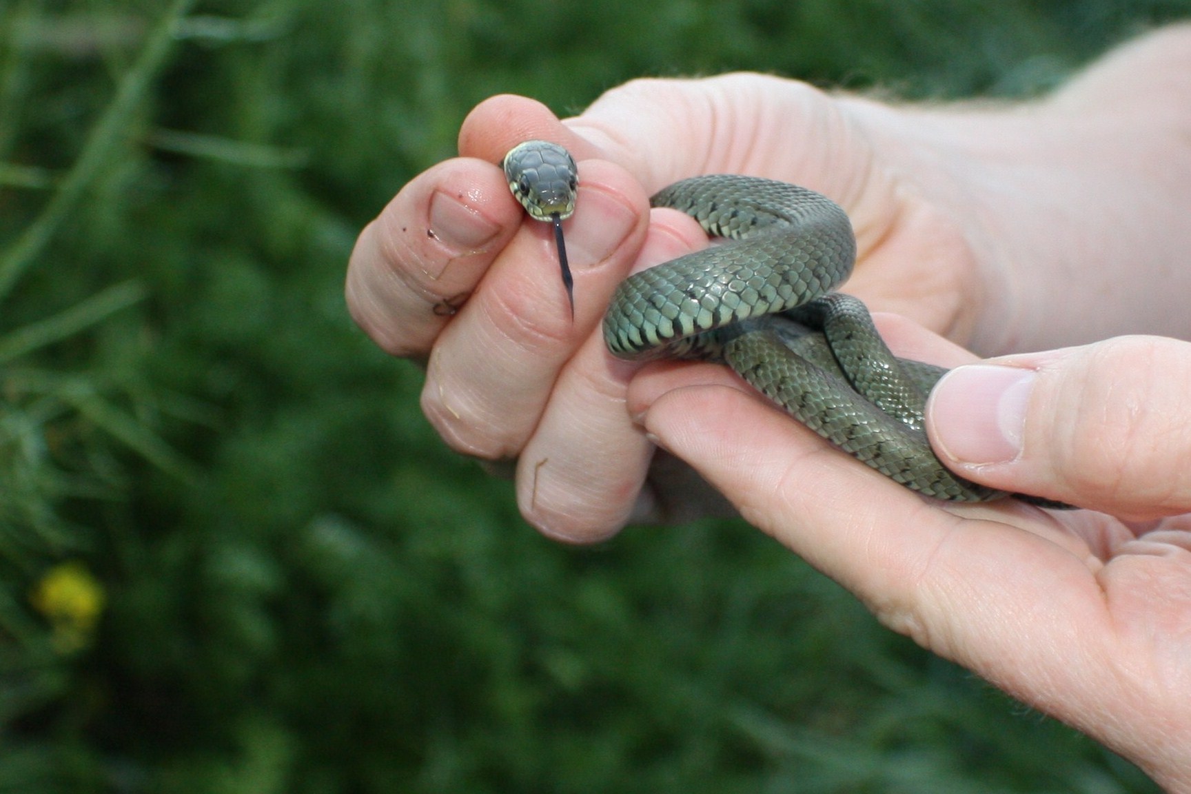 File:Grass Snake (Natrix natrix) (6161782426).jpg - Wikimedia Commons