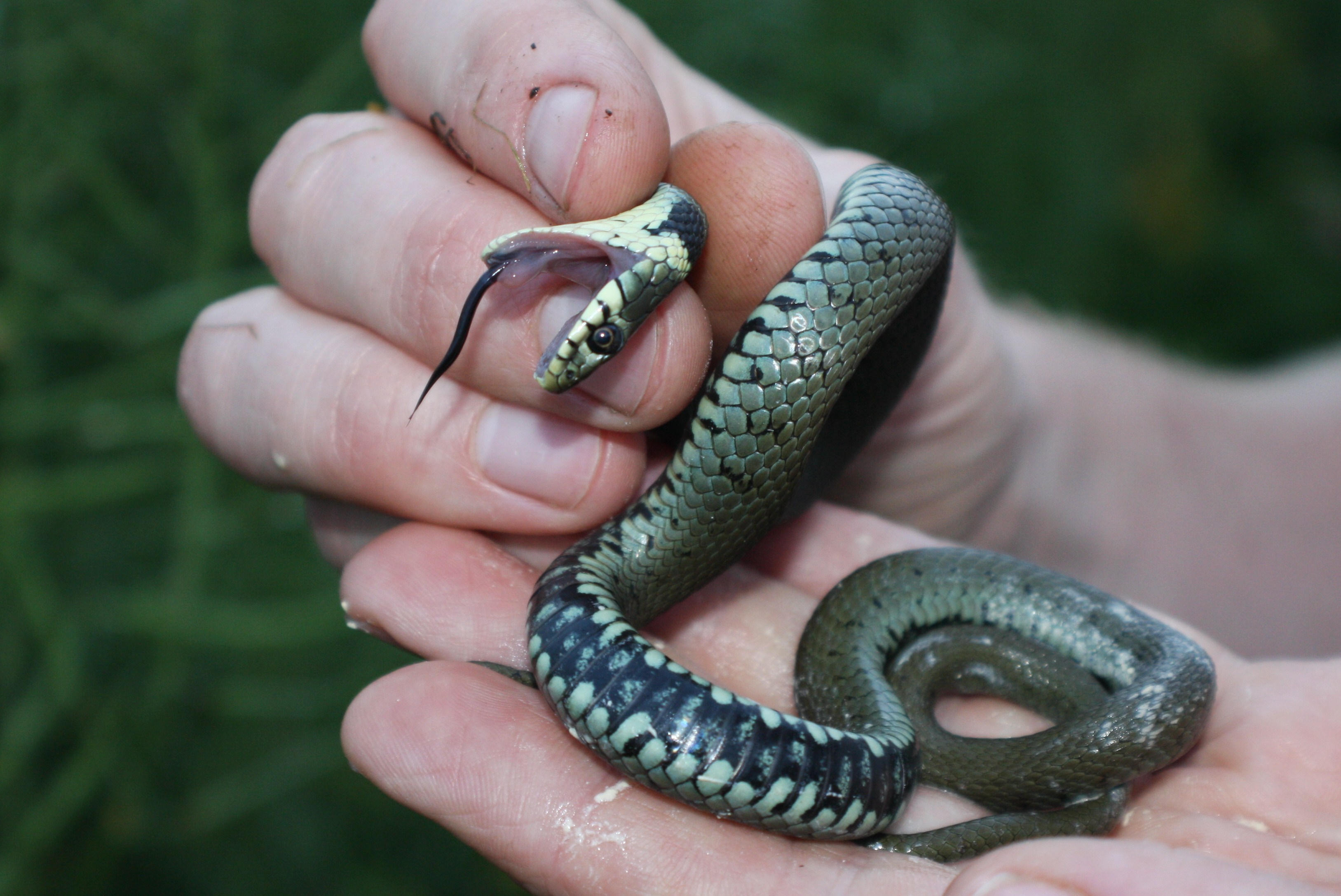 File:Grass Snake (Natrix natrix) (6161247203).jpg - Wikimedia Commons