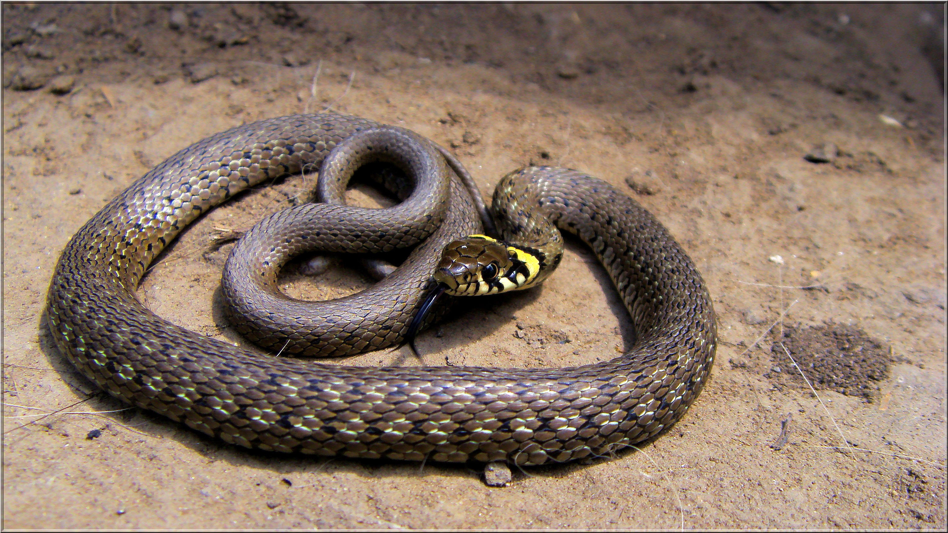 Grass Snake (Natrix natrix) | Enfo
