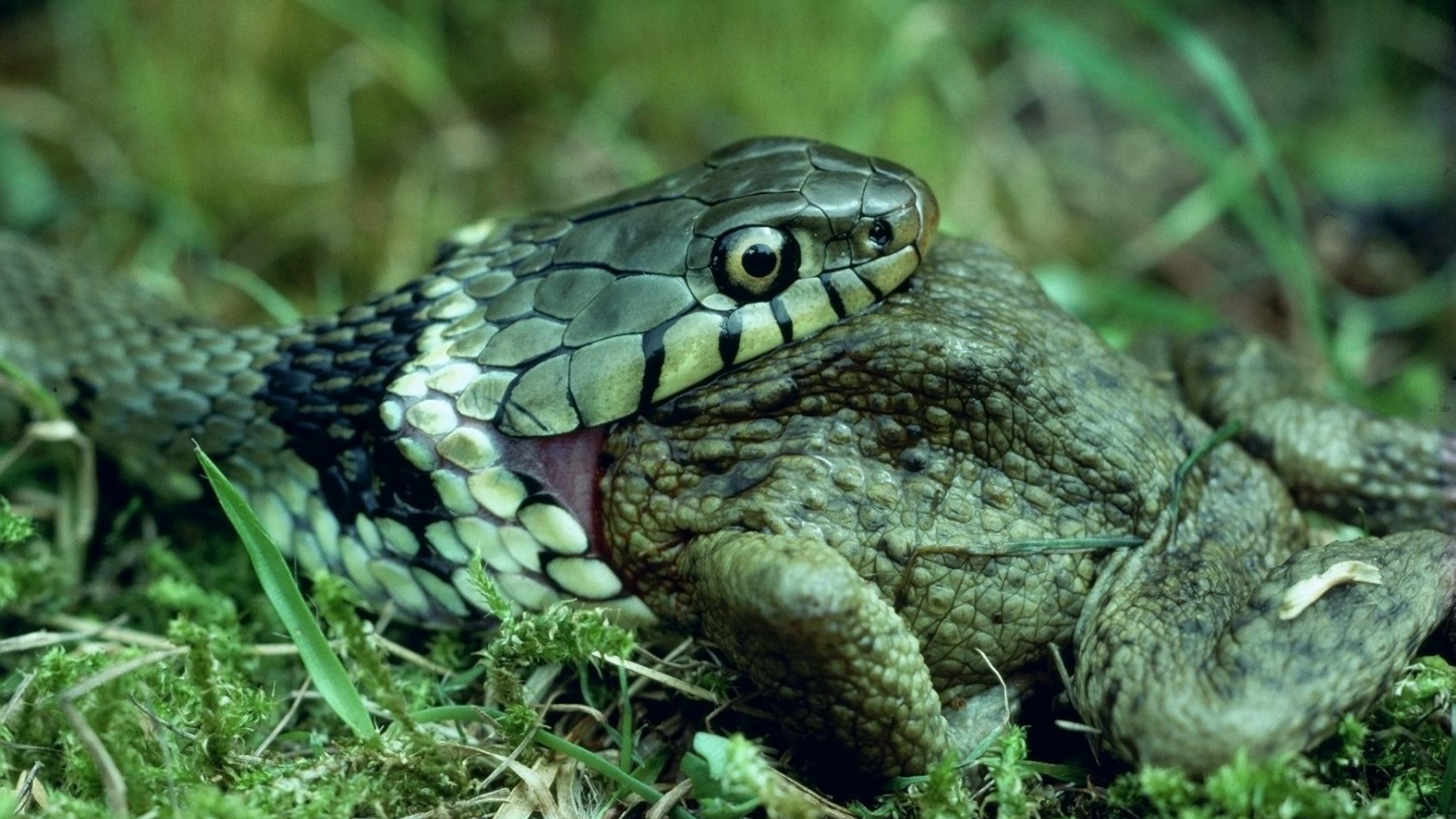 Grass-Snake Wallpapers, 46 Desktop Images of Grass-Snake | Grass ...