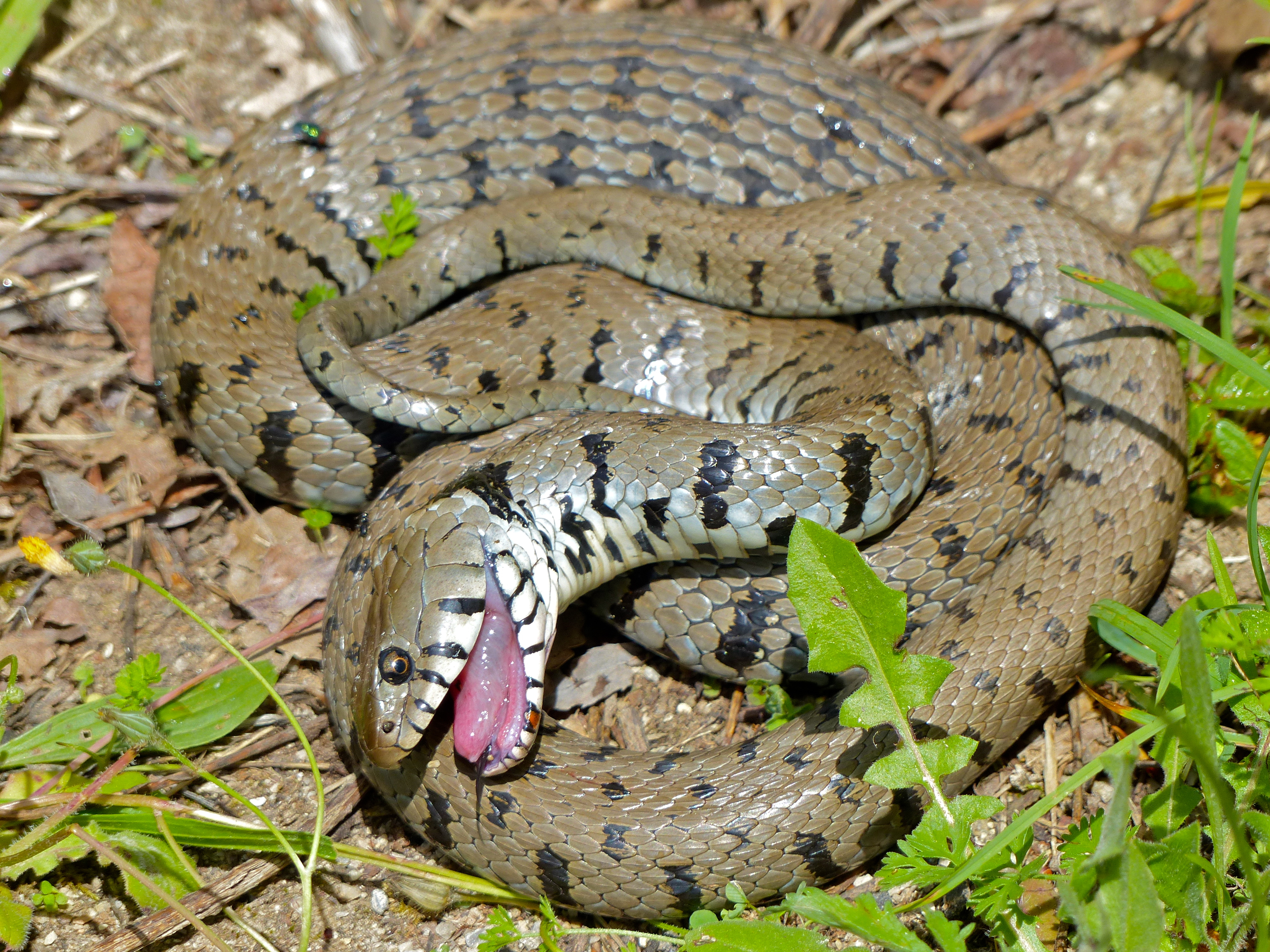Barred grass snake - Wikipedia
