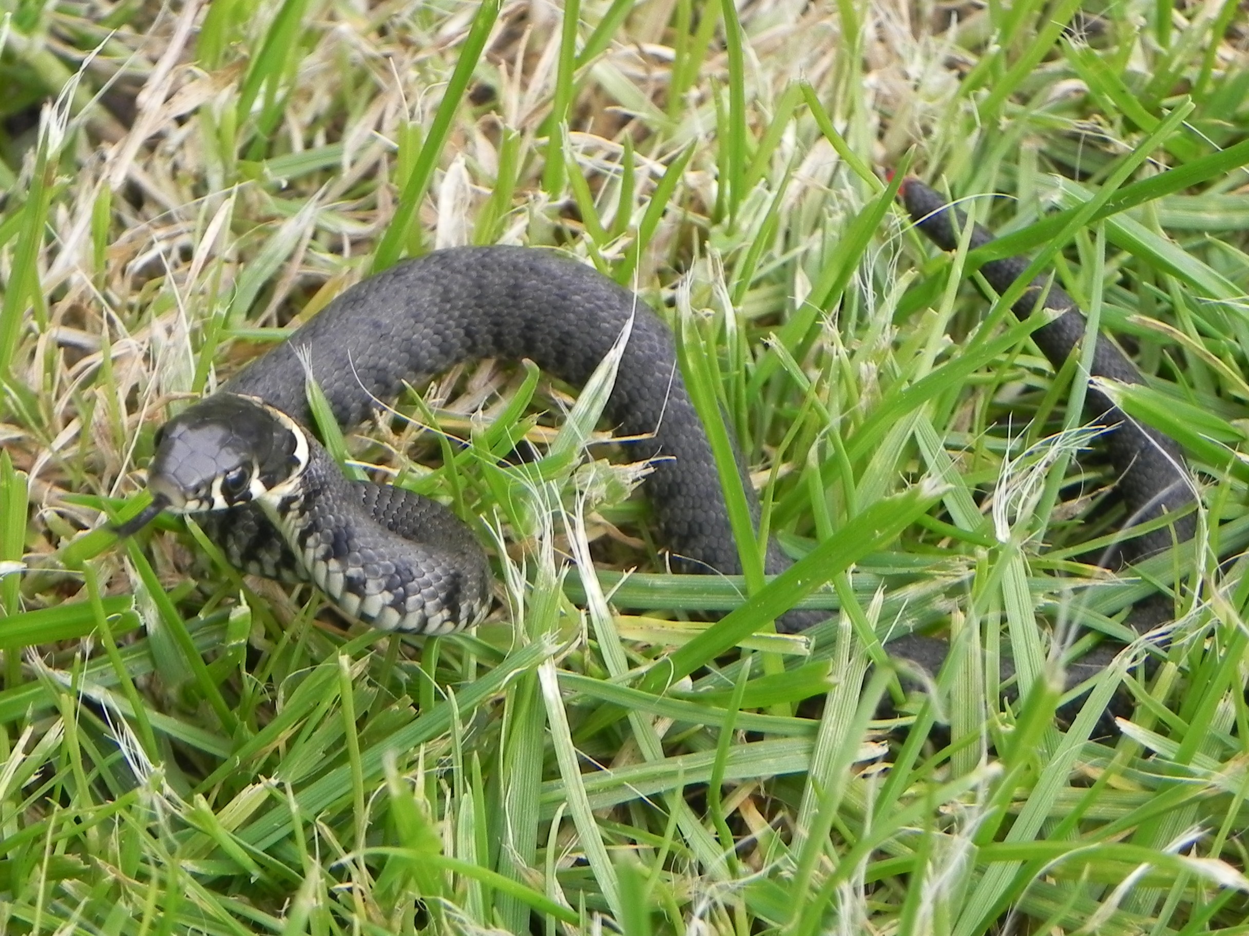 Grass Snakes - Wildlife questions - Wildlife - The RSPB Community