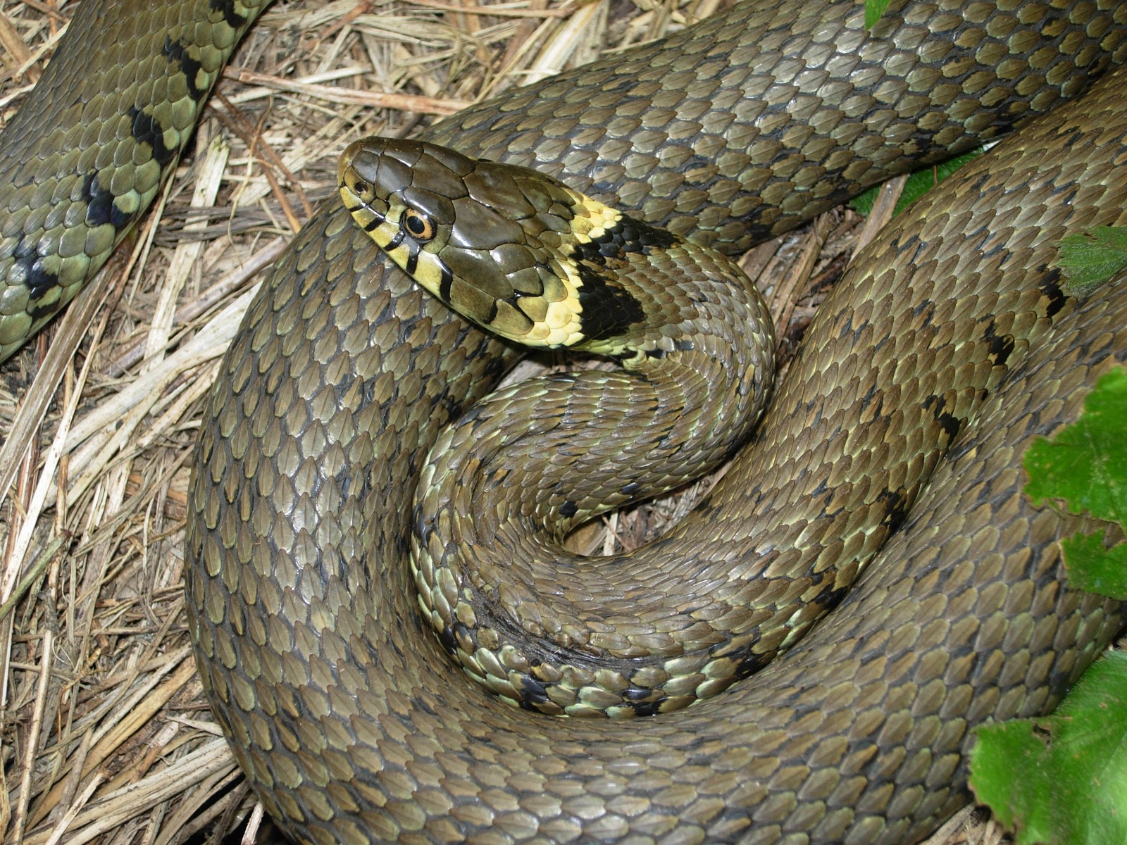 Froglife news: Dragon of the Month: Grass Snake