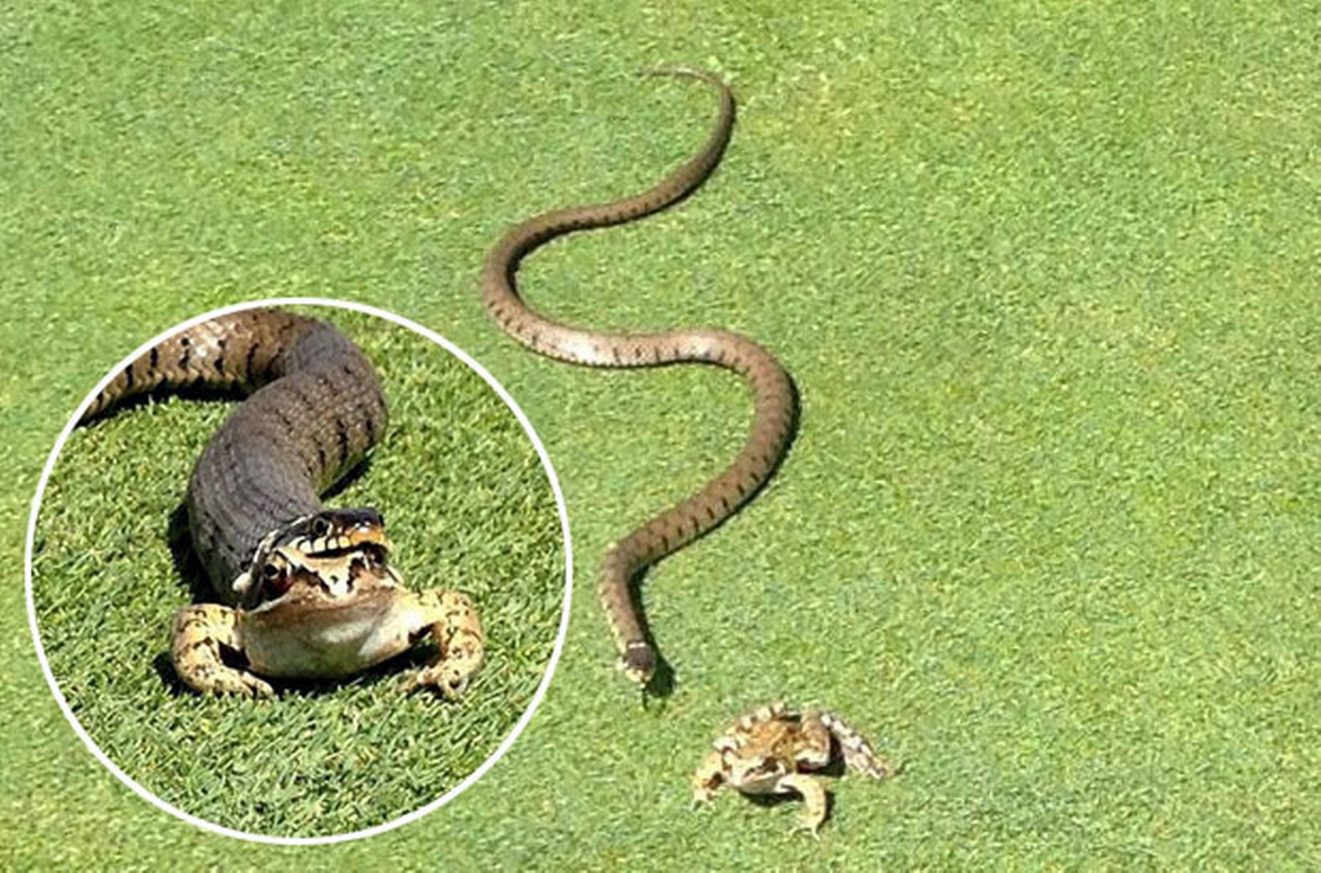 Frog makes lucky escape from jaws of hungry grass snake trying to ...