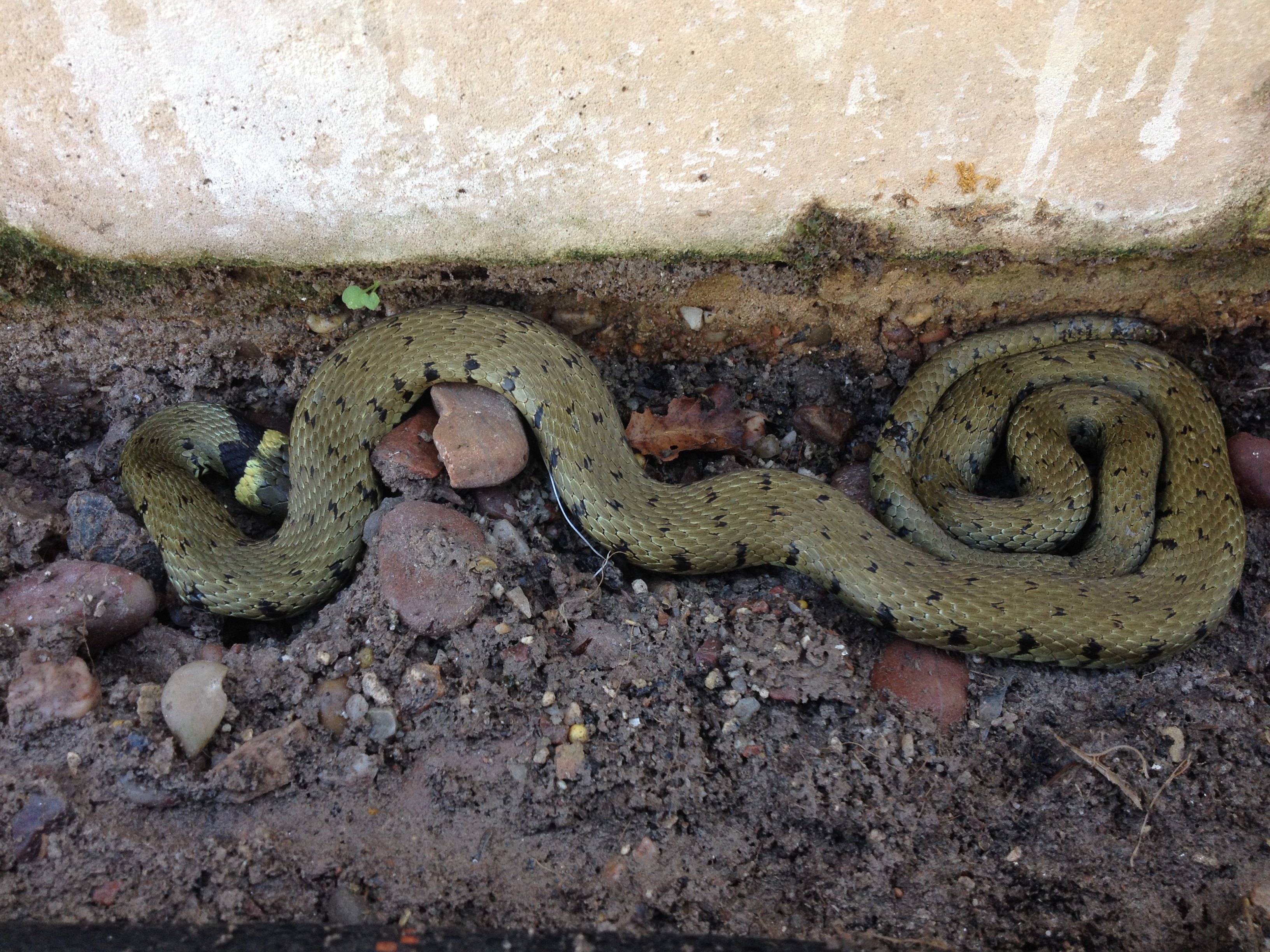Grass snake spotted on Streatham Campus | Budding News