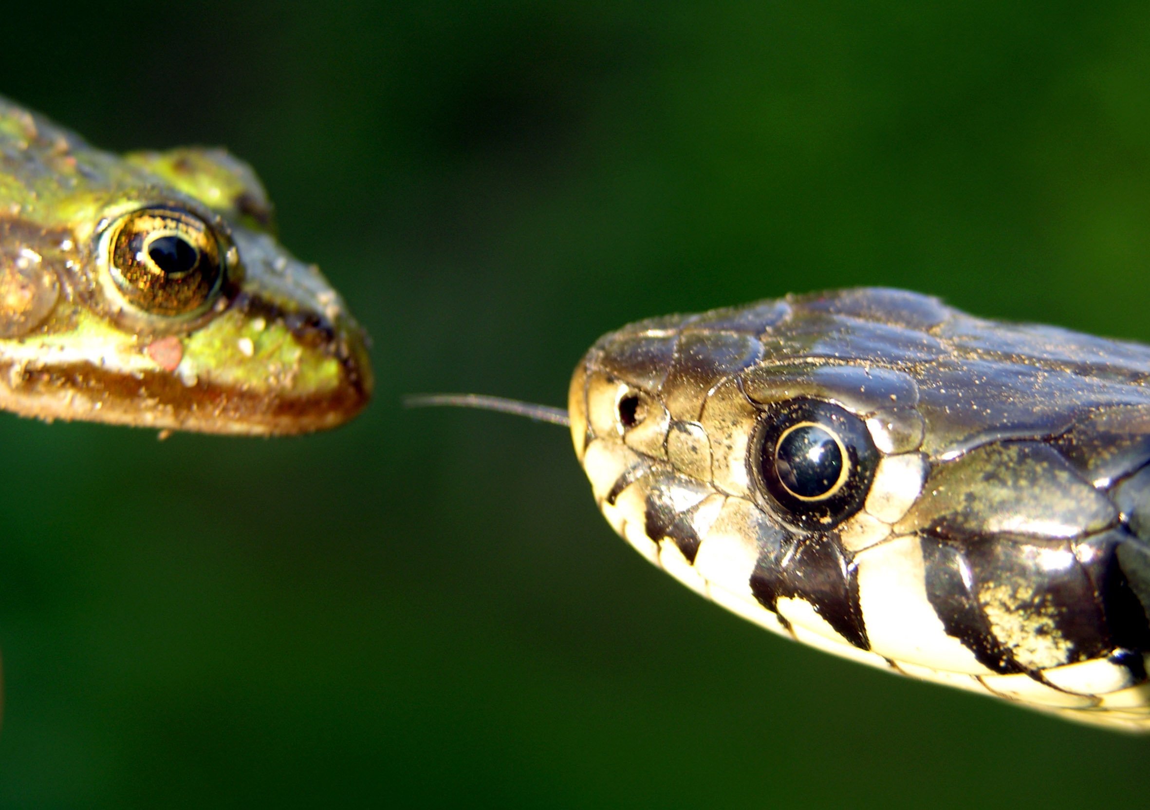 A New Species Of Snake Has Been Discovered In The UK - LADbible