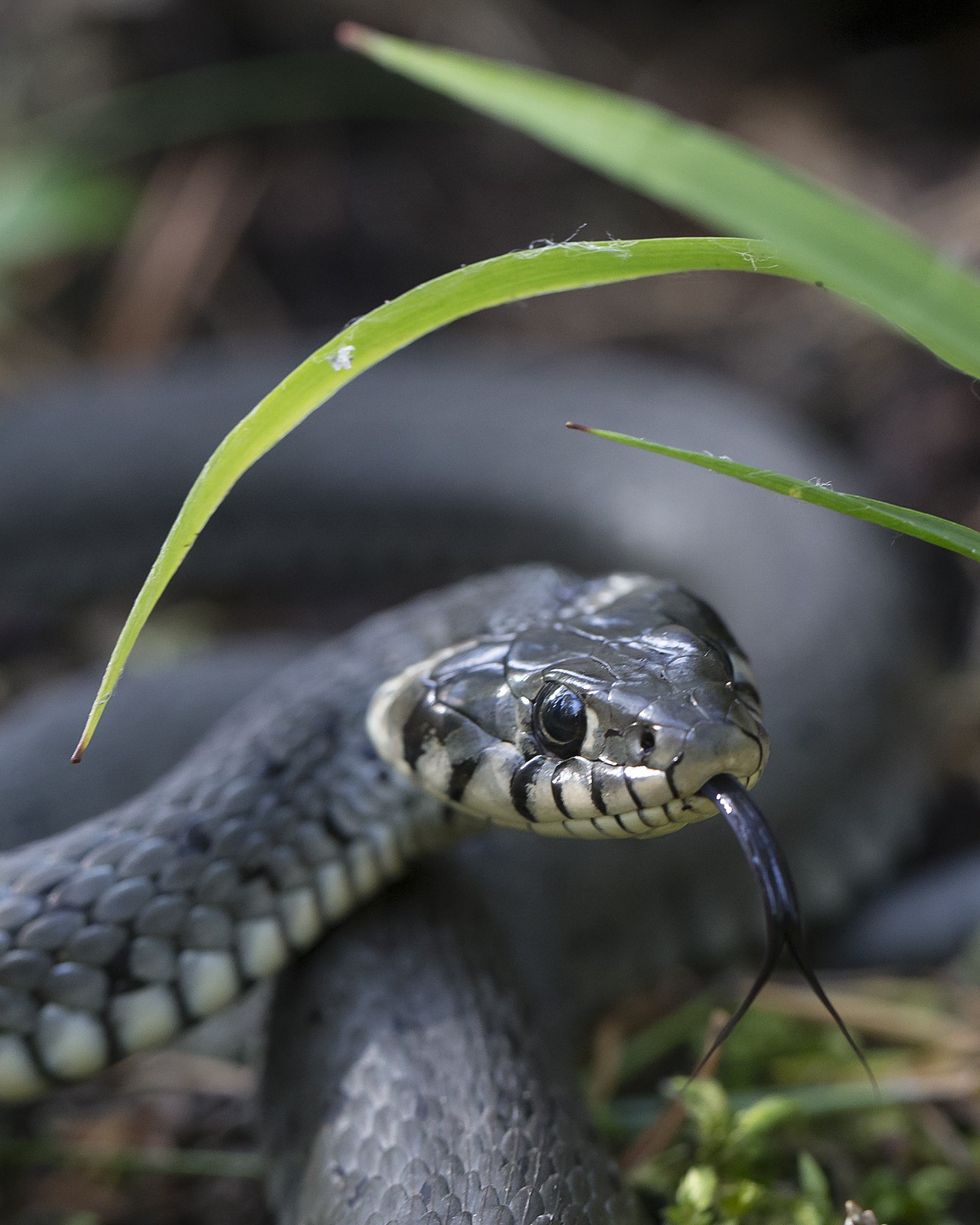 Grass snake - Natrix natrix - Niclas Ahlberg Nature Photography