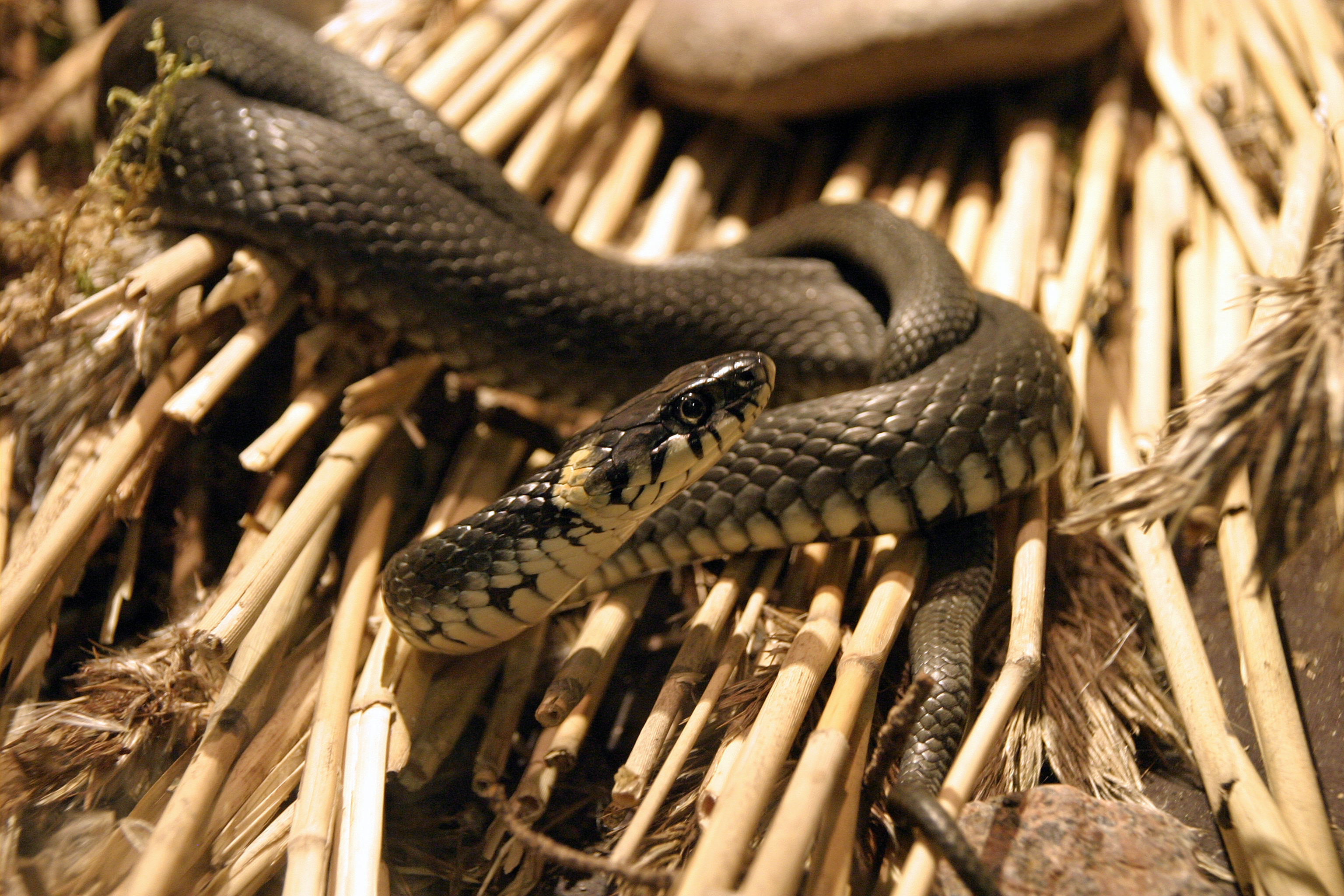 European grass snake | Maretarium