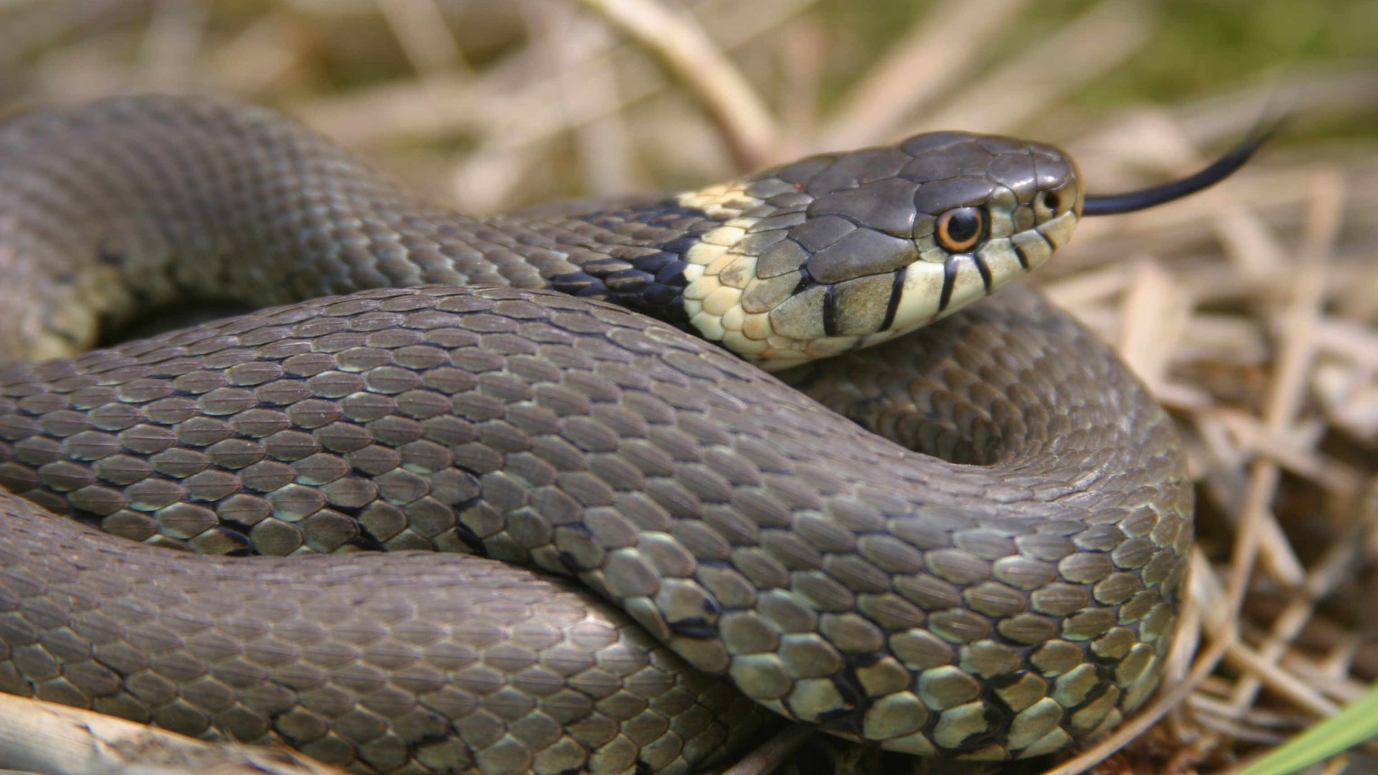 Snake fungal disease identified in wild British snakes for first ...