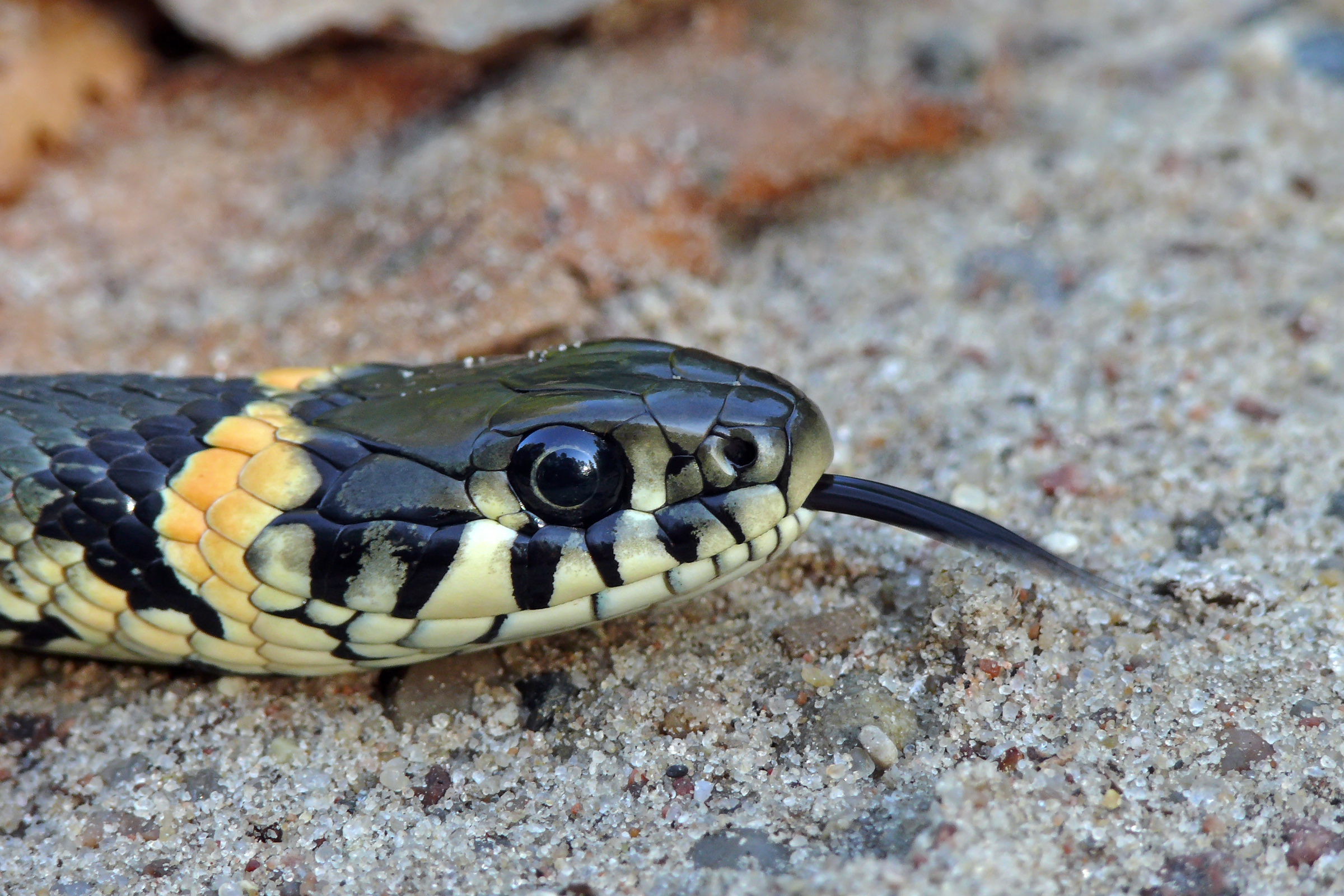 File:The Grass Snake - Natrix natrix.jpg - Wikimedia Commons