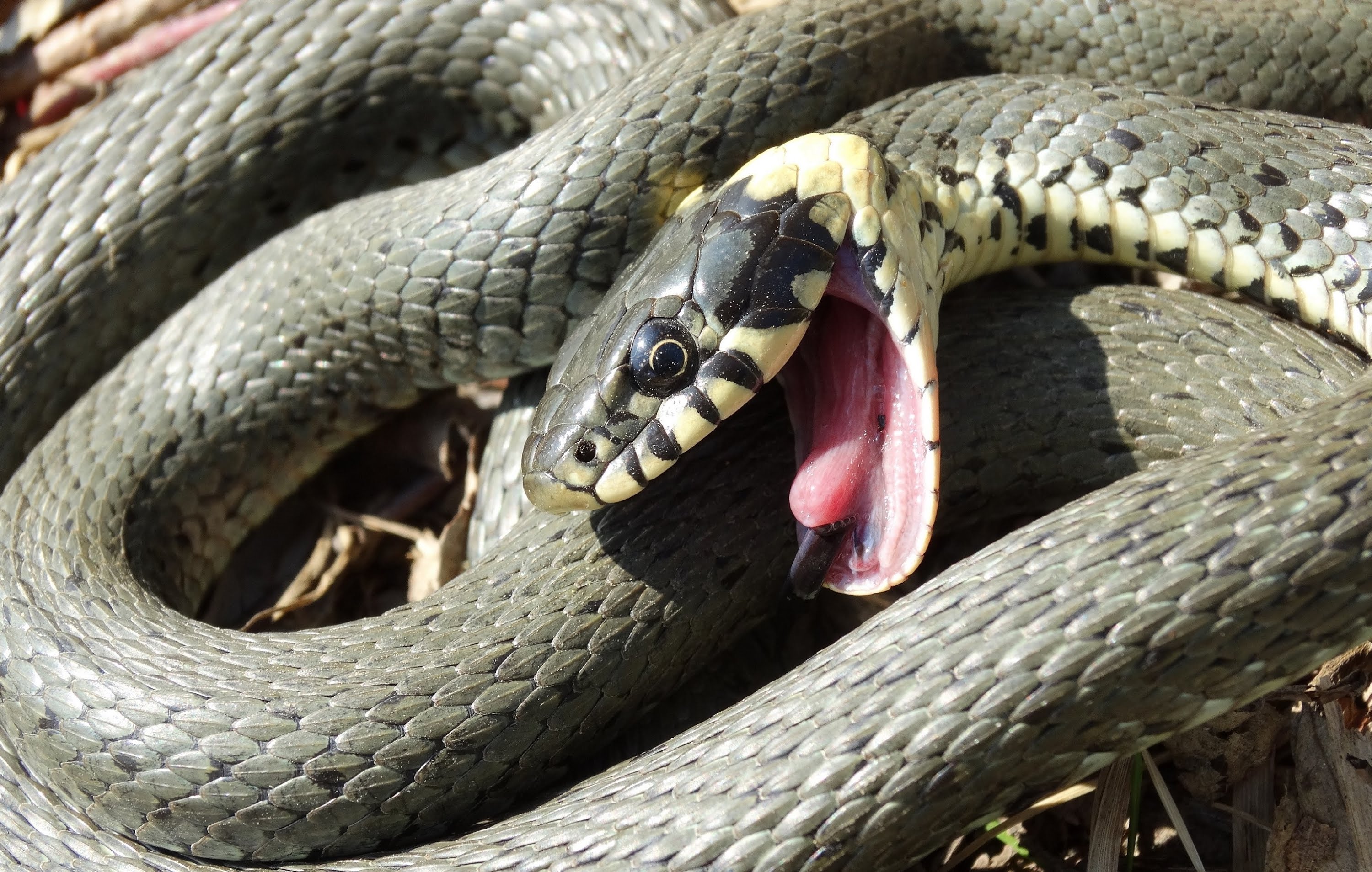 Grass Snake Playing Dead / Ringelnatter stellt sich tot - YouTube
