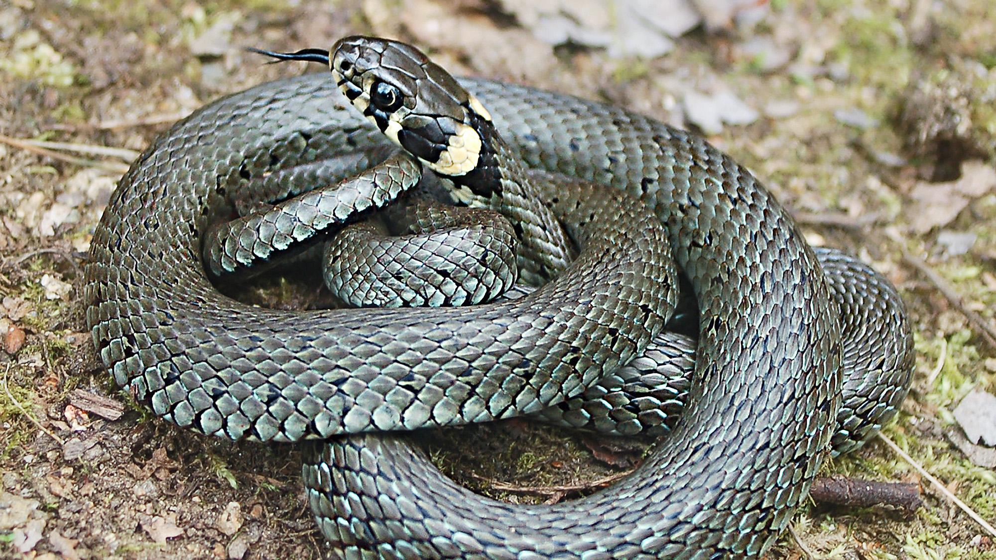 Snake's alive: fourth species found living in England | News | The Times
