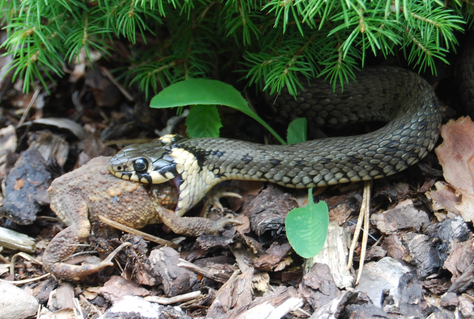 Grass snake - Wikipedia