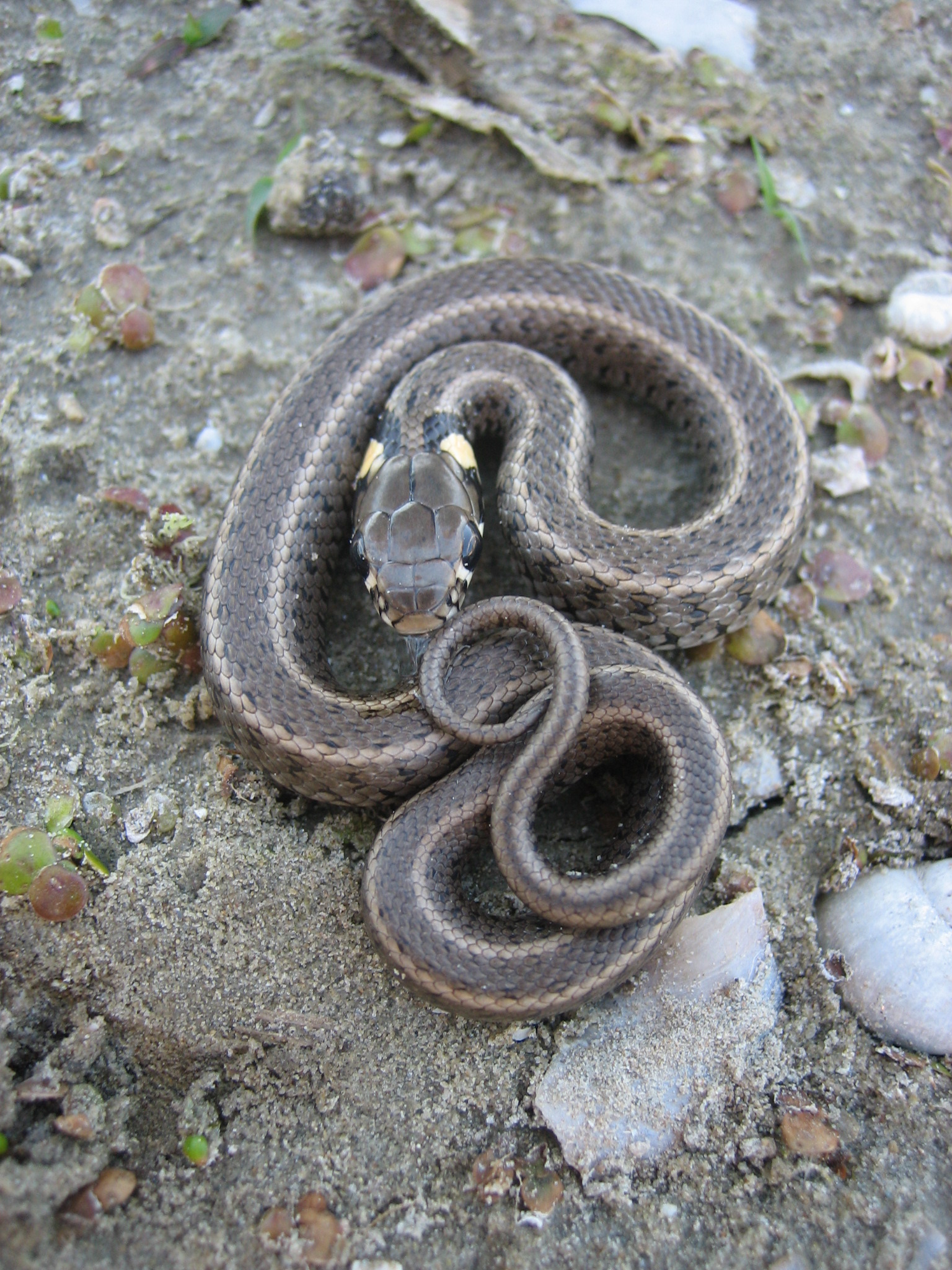 Reptiles - Grass snake