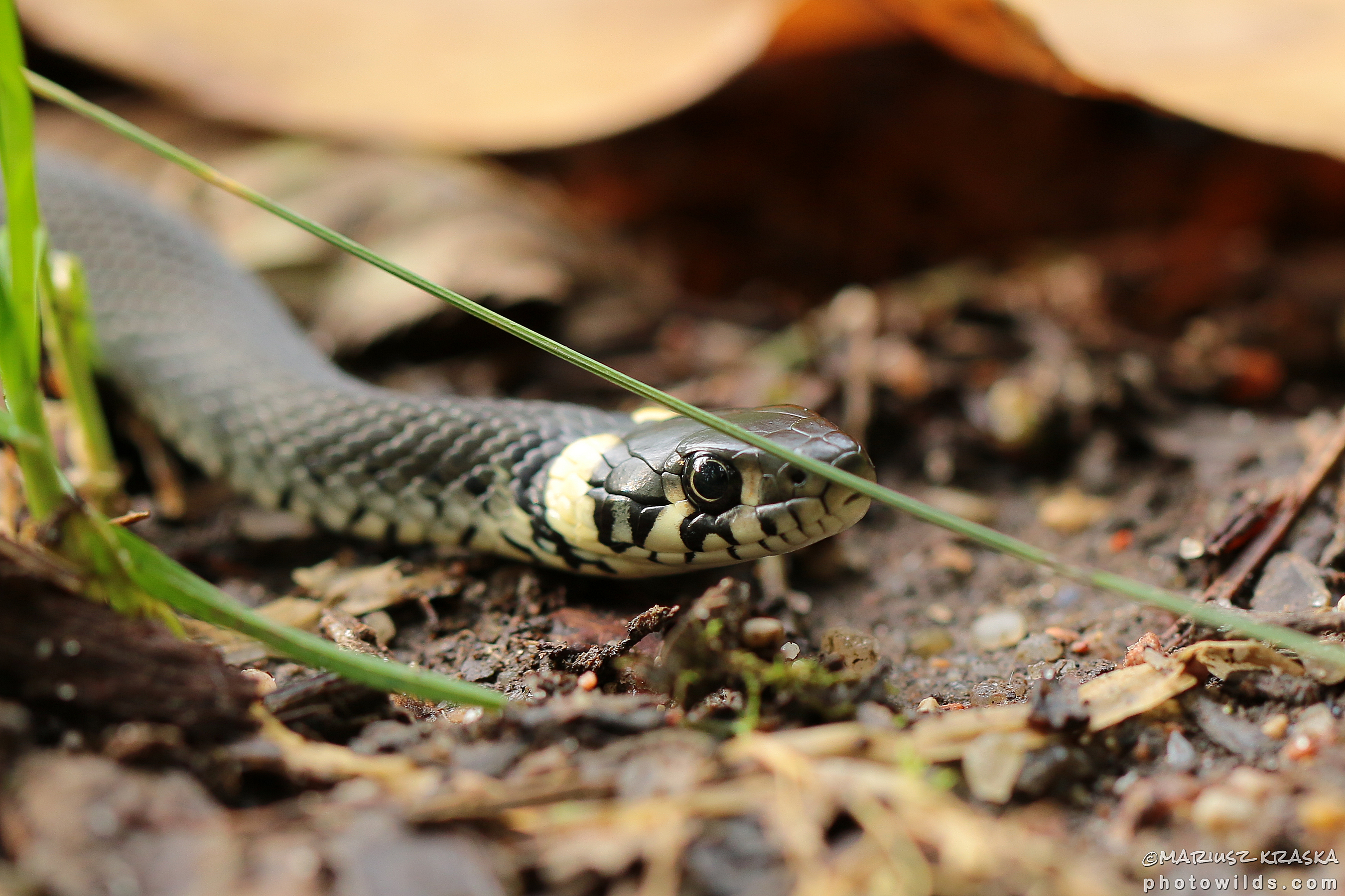 Grass snake – photowilds.com