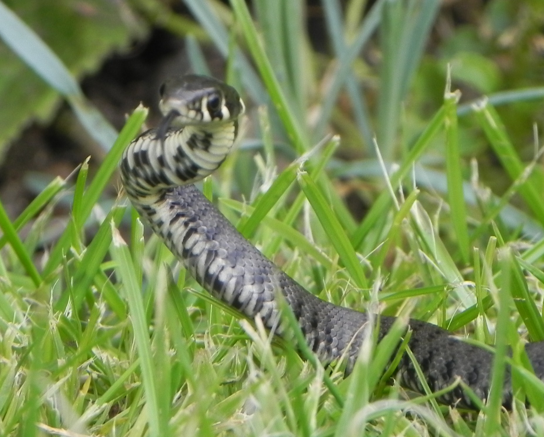 Grass Snakes - Wildlife questions - Wildlife - The RSPB Community