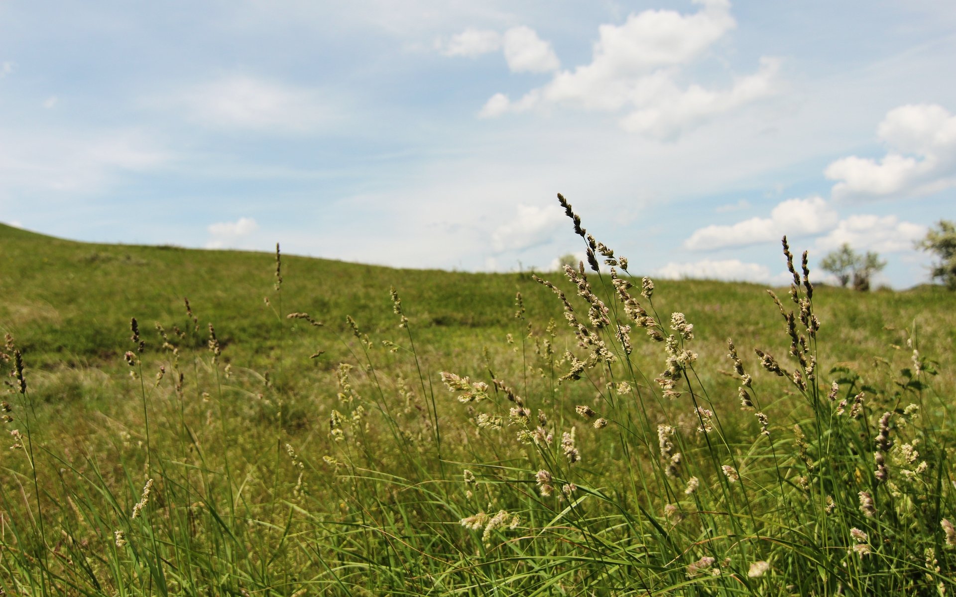 Grassy Field 315508 - WallDevil