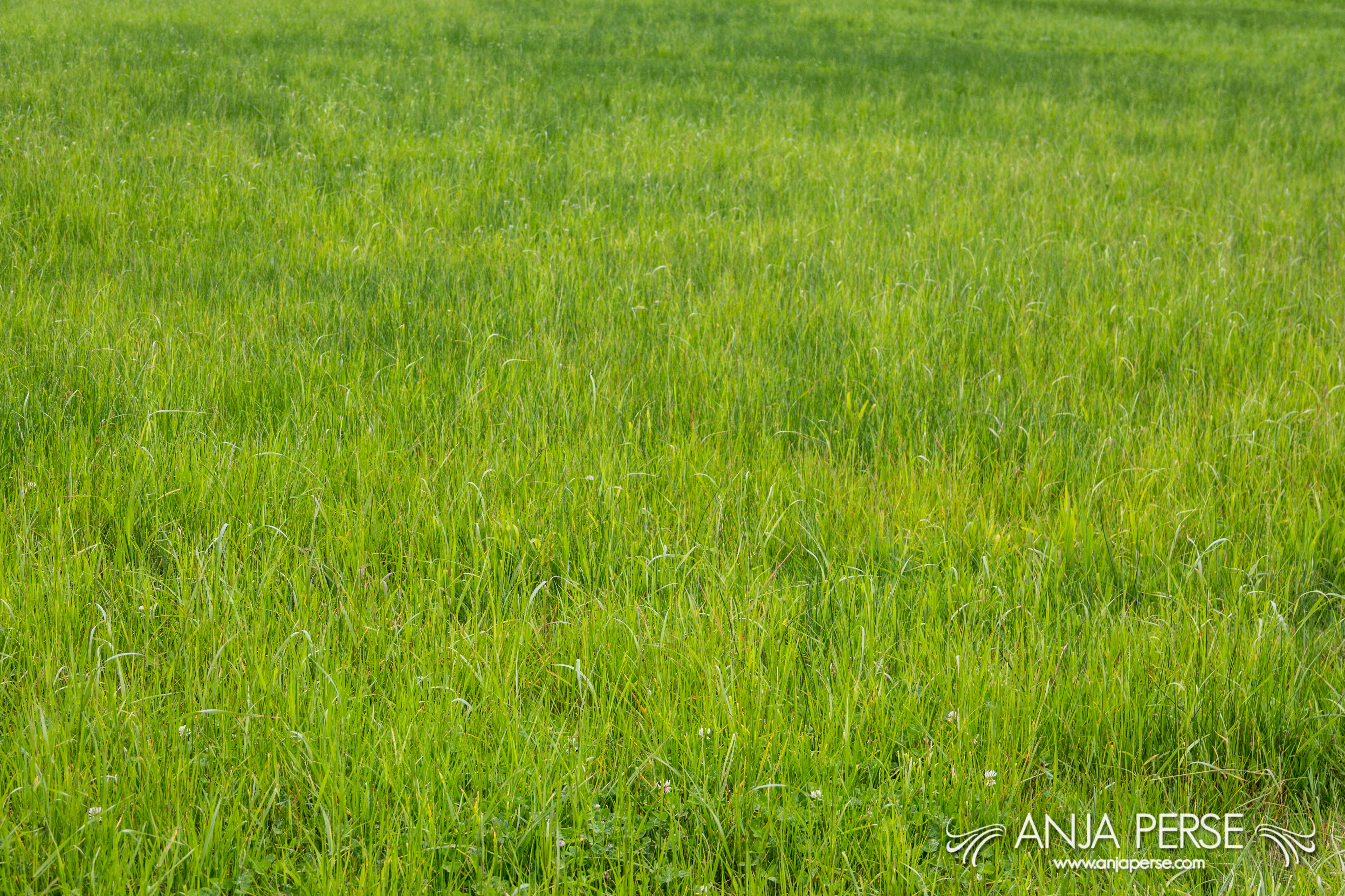 Grassy field – Anja Perše