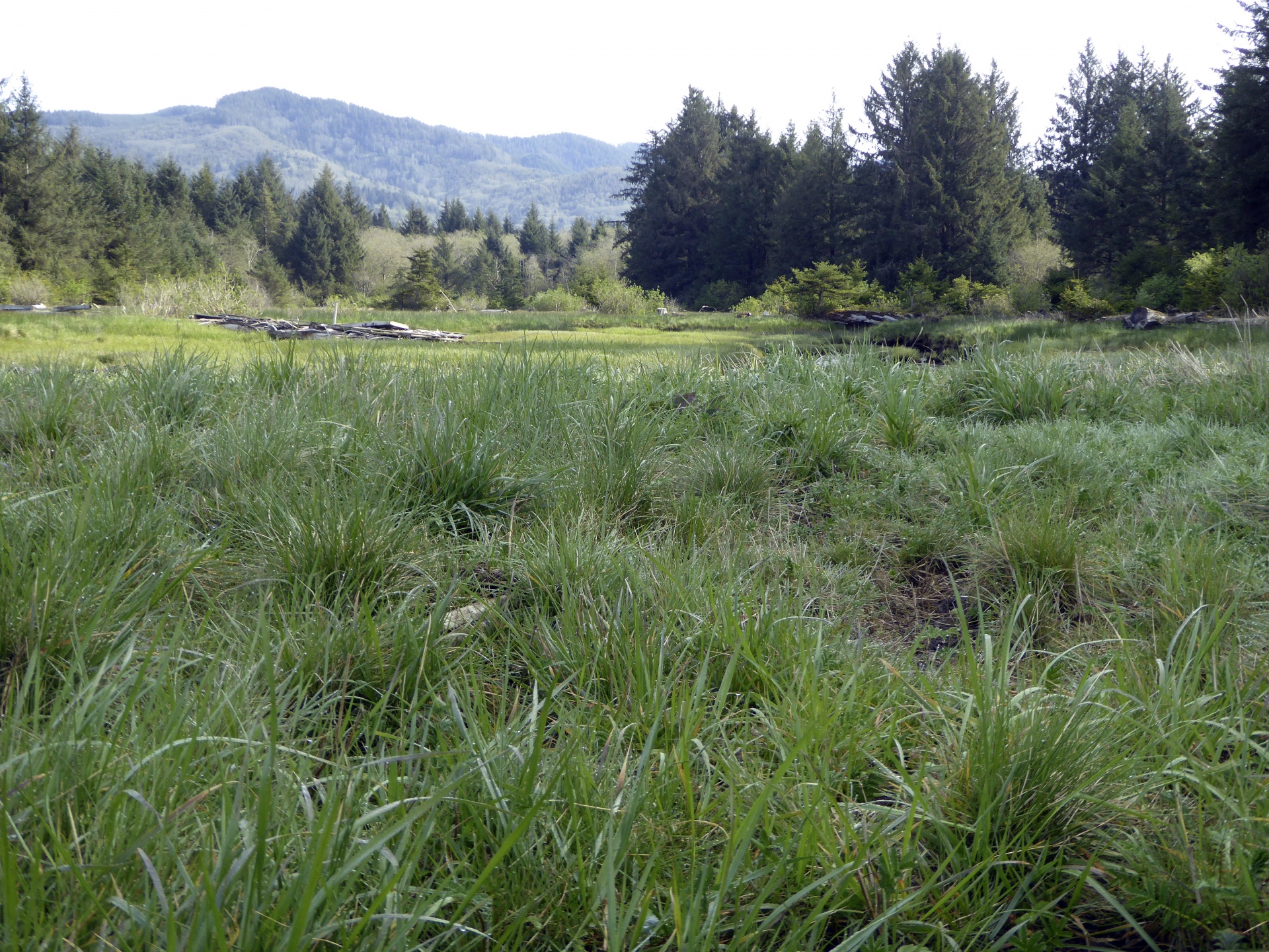 Grassy Meadow Free Stock Photo - Public Domain Pictures