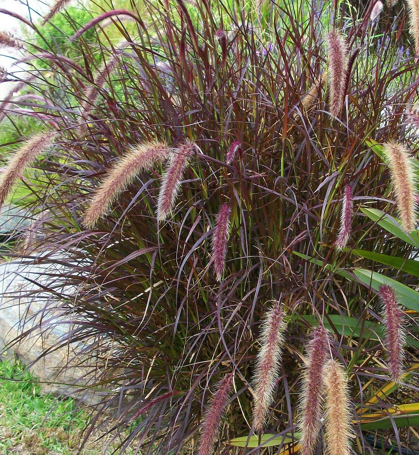 Plants & Flowers » Container Grass