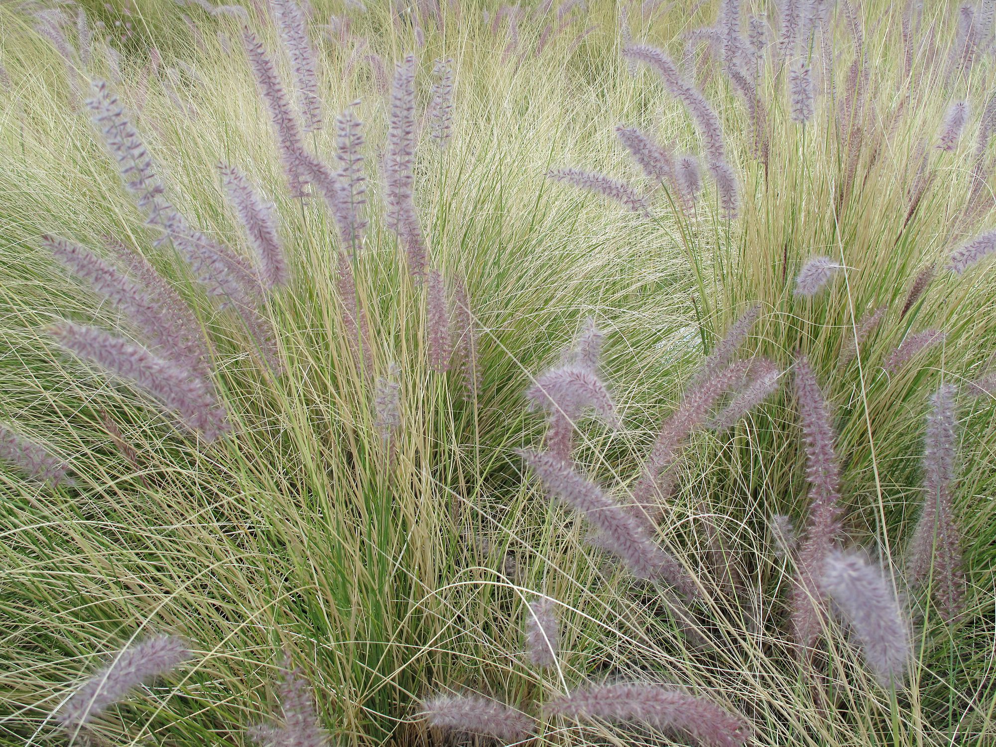Desert Landscaping With Ornamental Grasses
