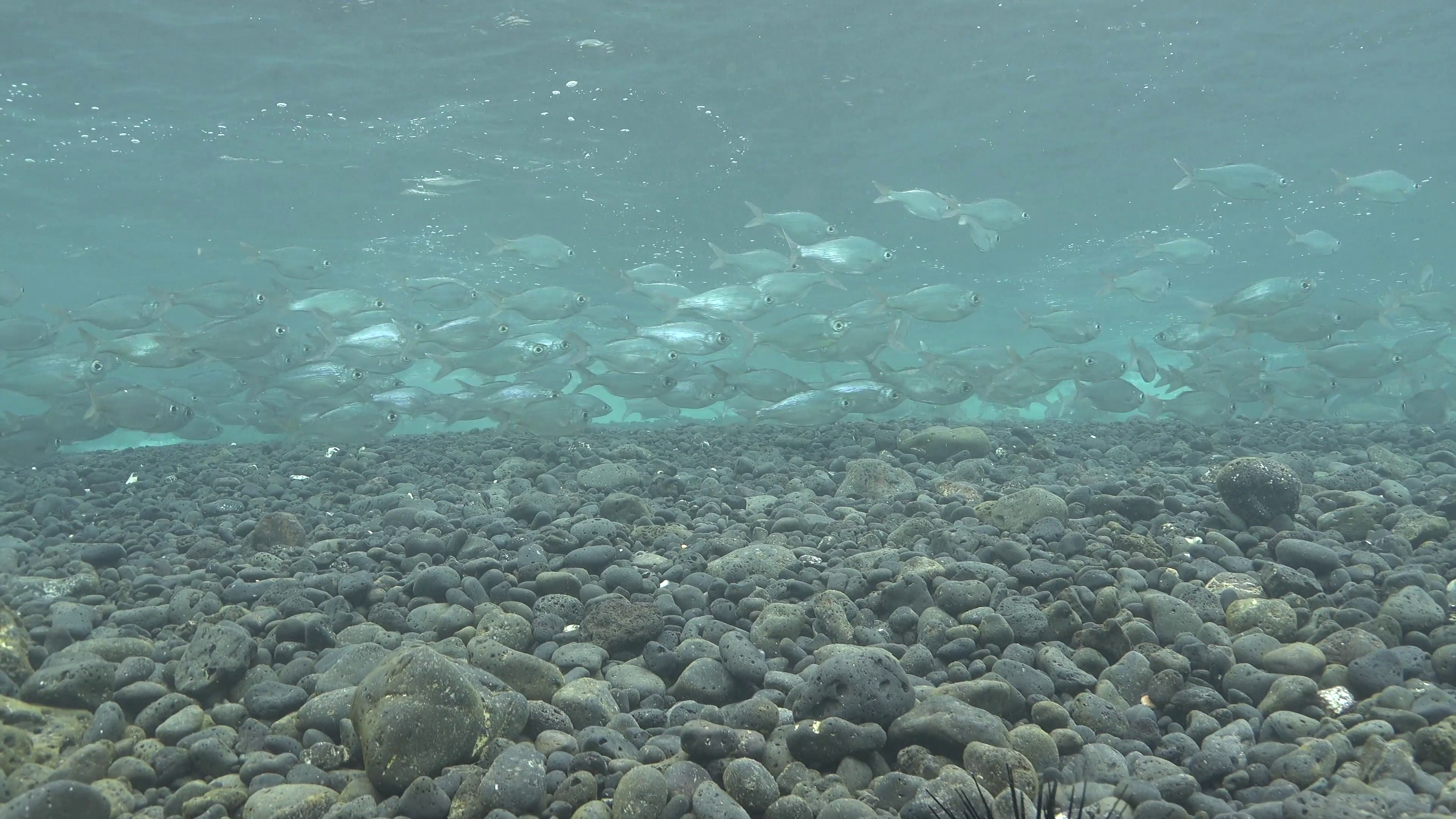 Saltwater Fish Maui School Gravel Shore Shallow Surf Zone Underwater ...