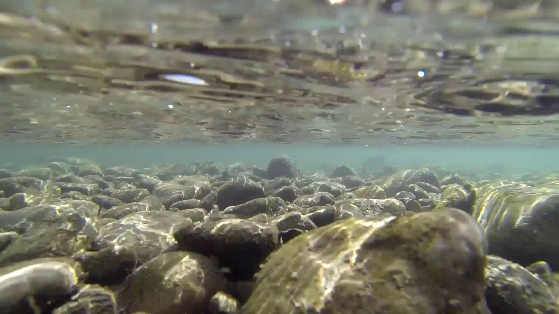 Dipper Lone Winter Creek Gravel Bed Stream Underwater Stock Video ...