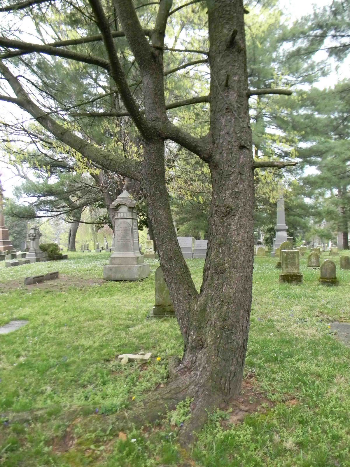 A Grave Interest: Arbor Day and Those Trees in the Cemetery