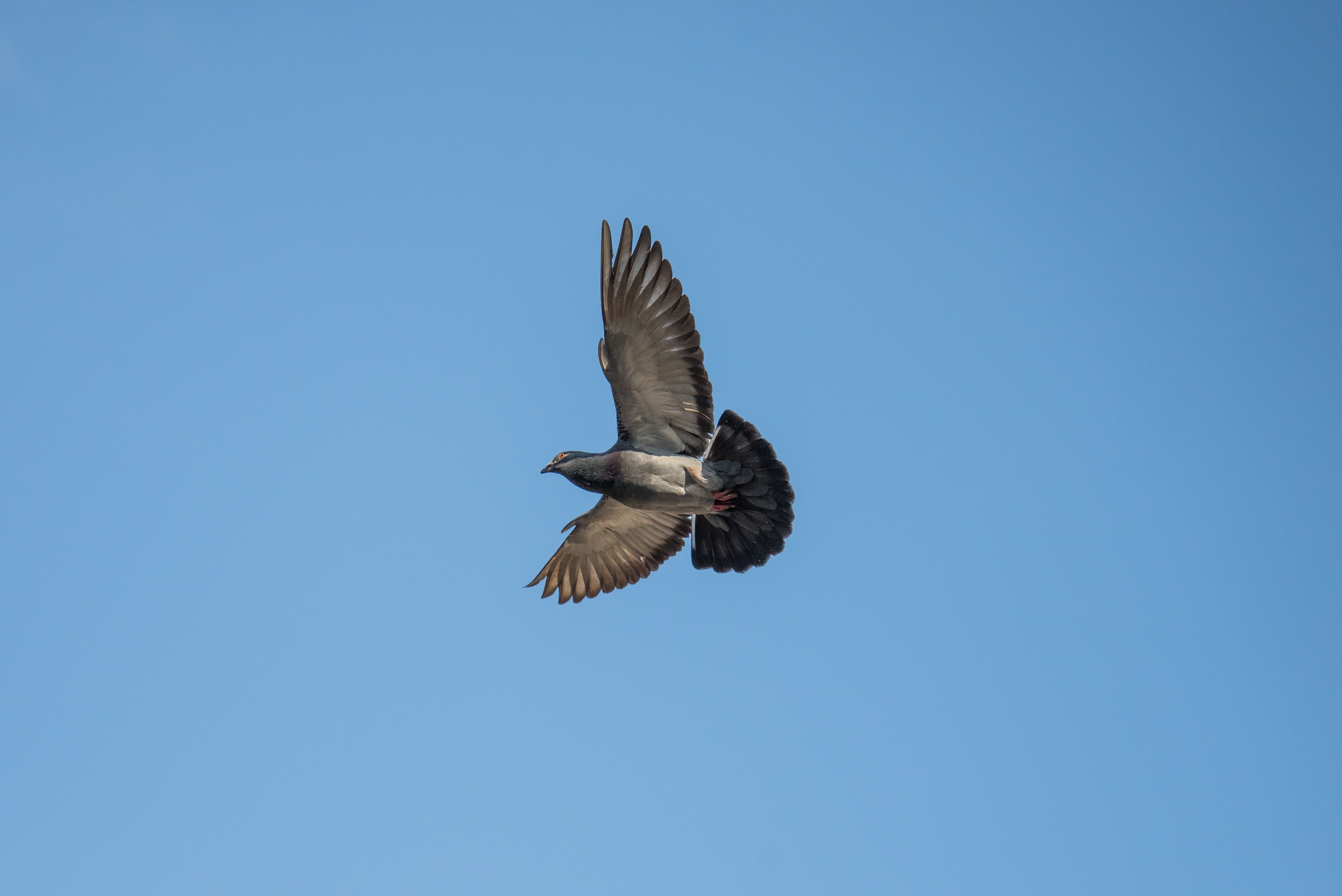 Gray and black bird flying photo