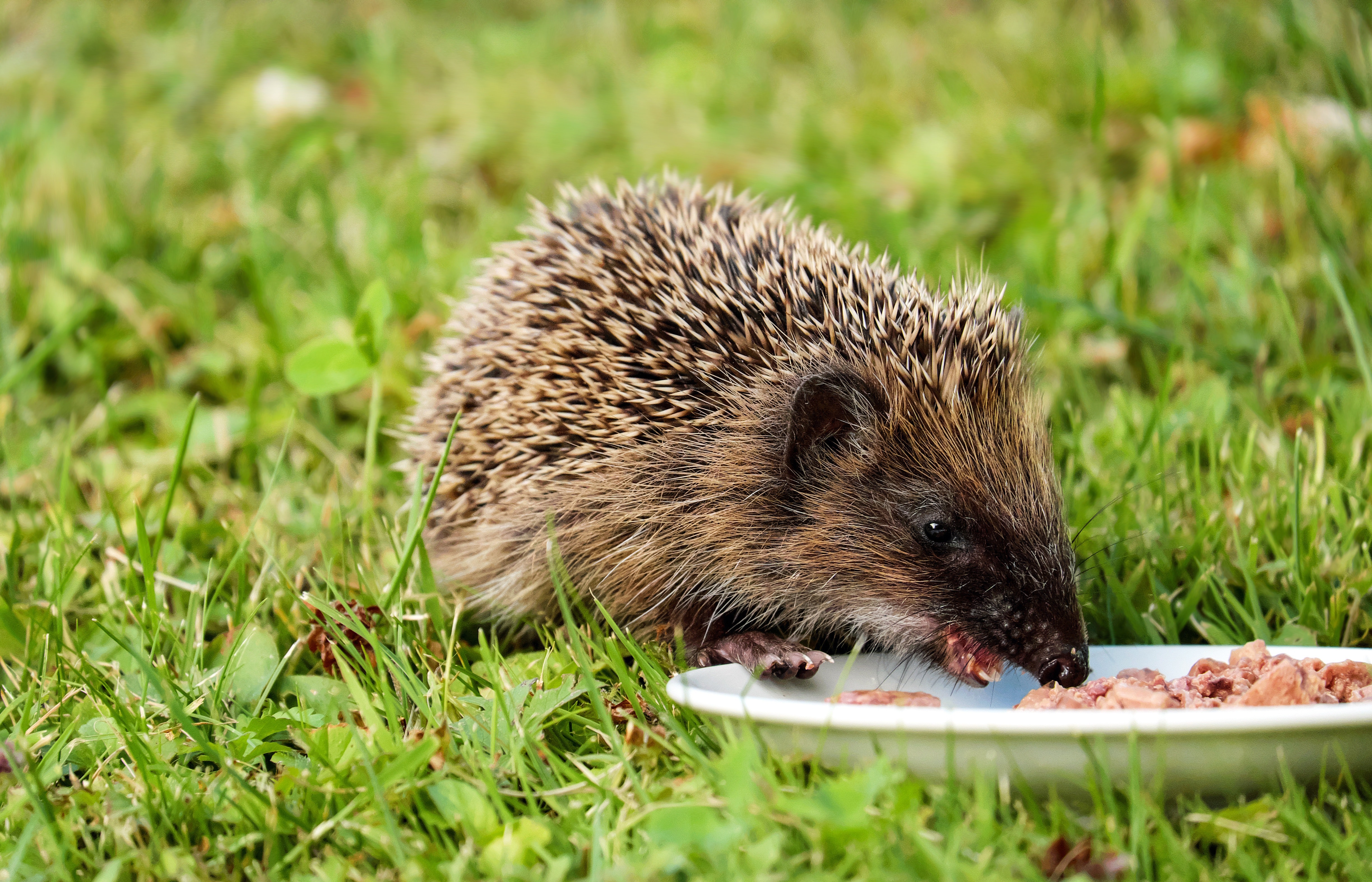Gray and black hedgehog eating on plate photo