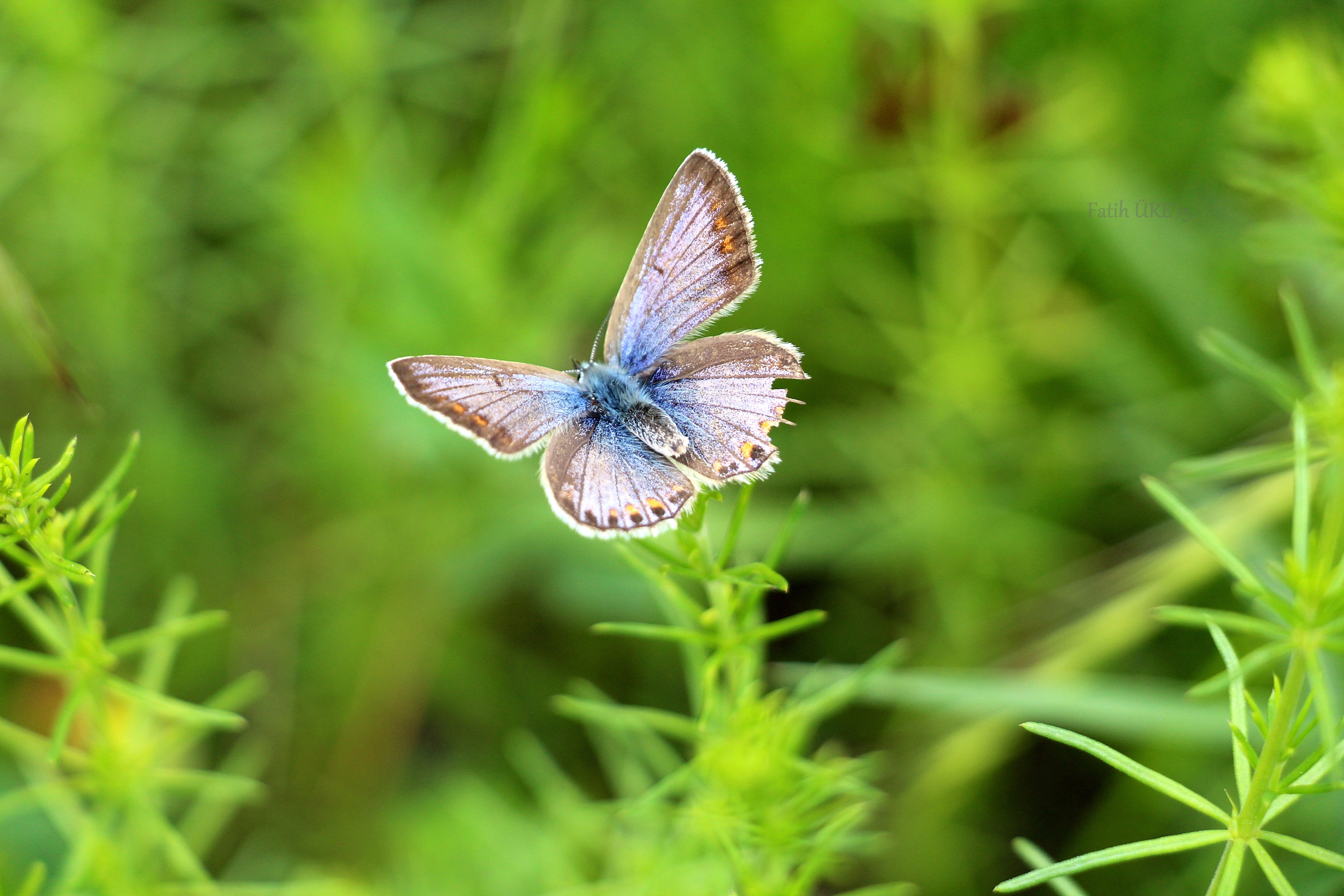 Gray and blue butterfly photo