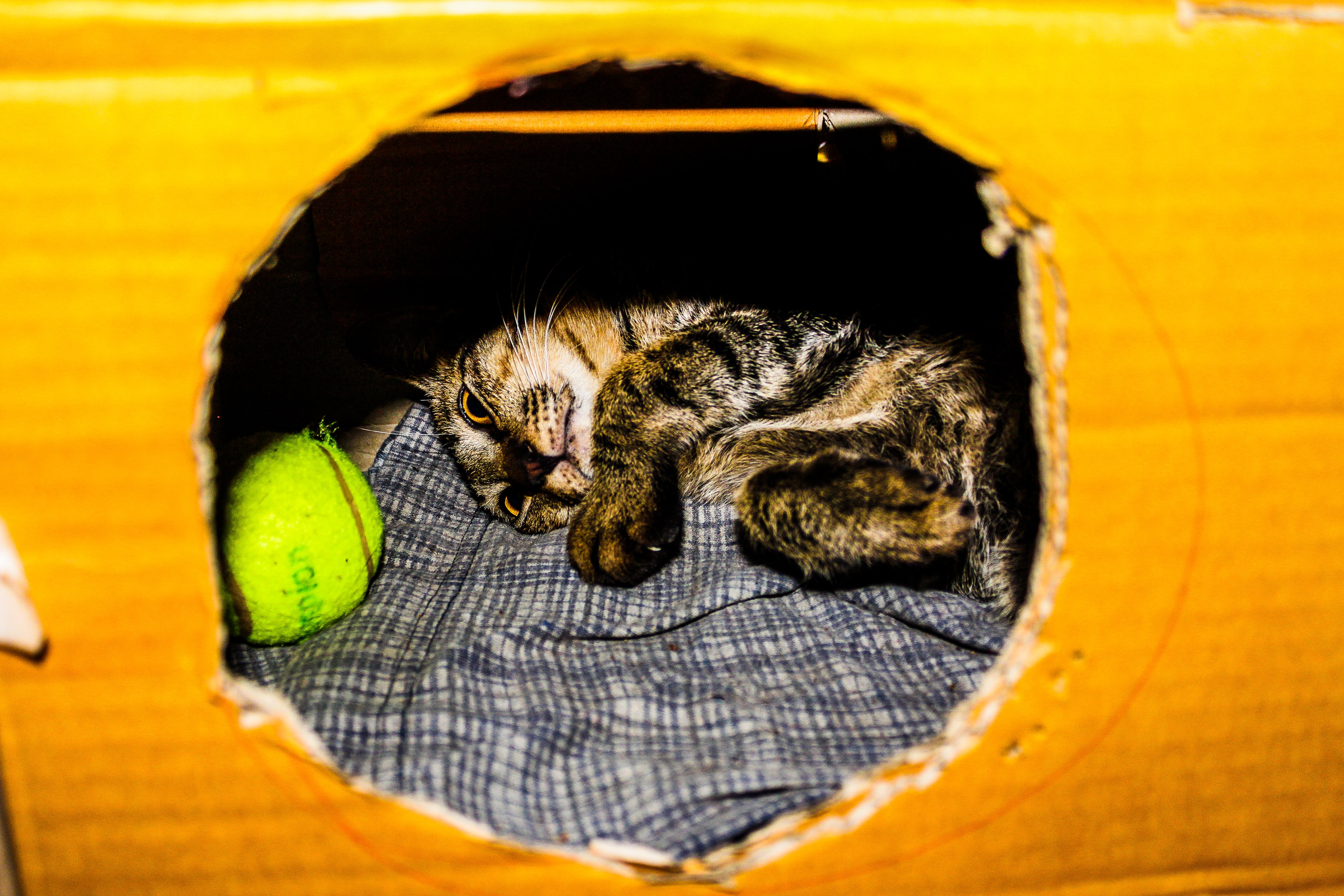 Gray and brown kitten in cardboard box photo