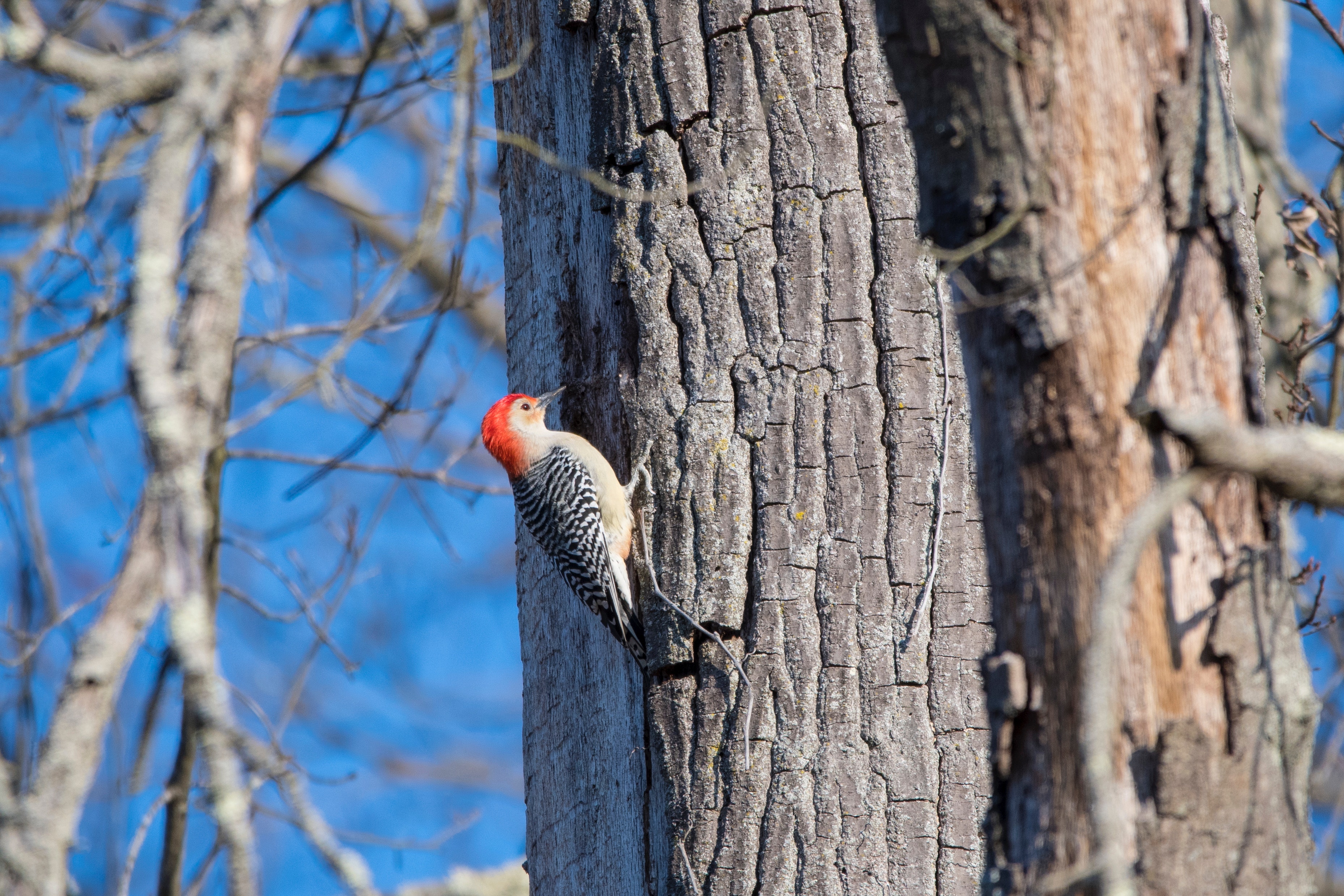 Gray and red woodpecker photo