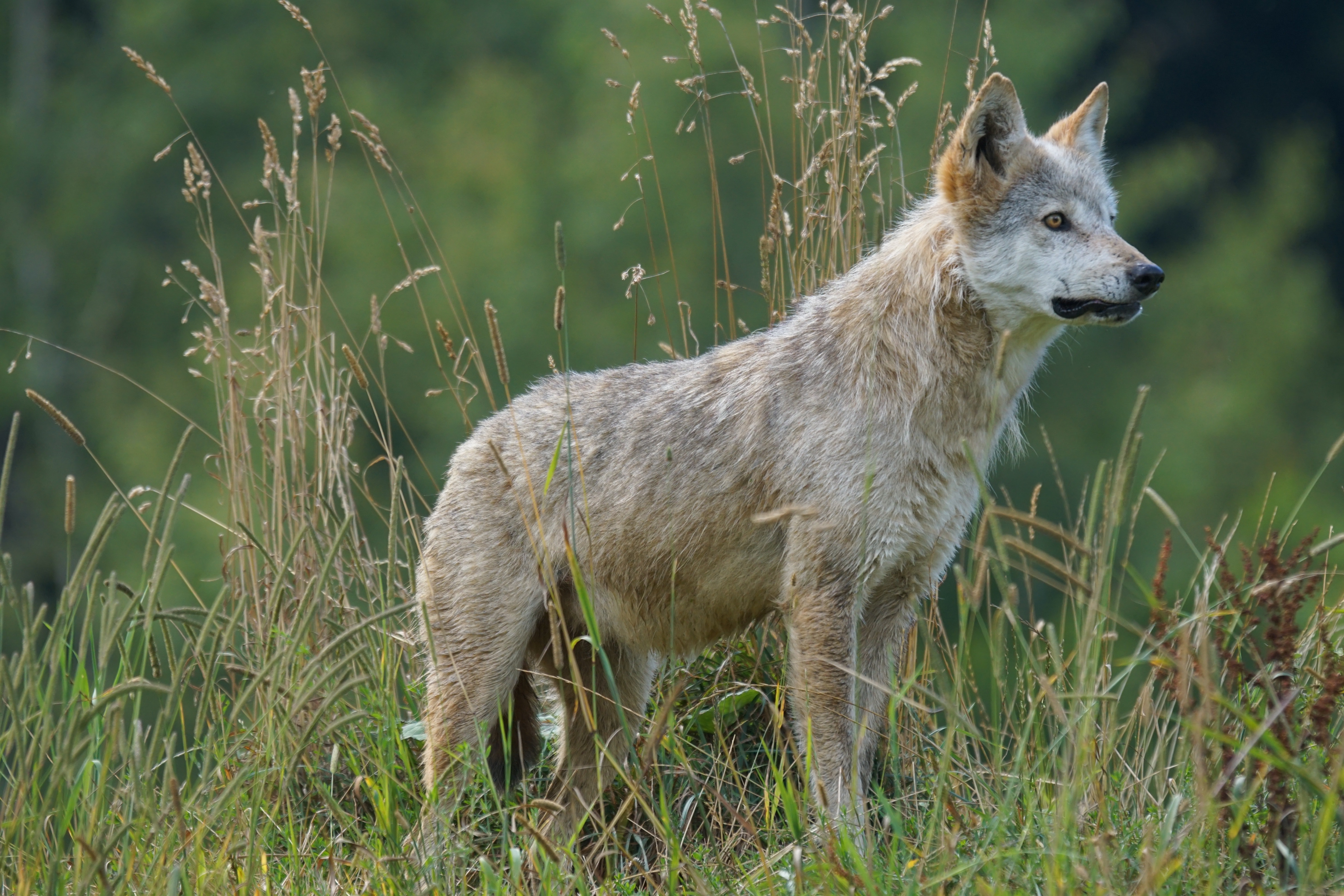 Gray and white wolf on grass field looking during daytime photo