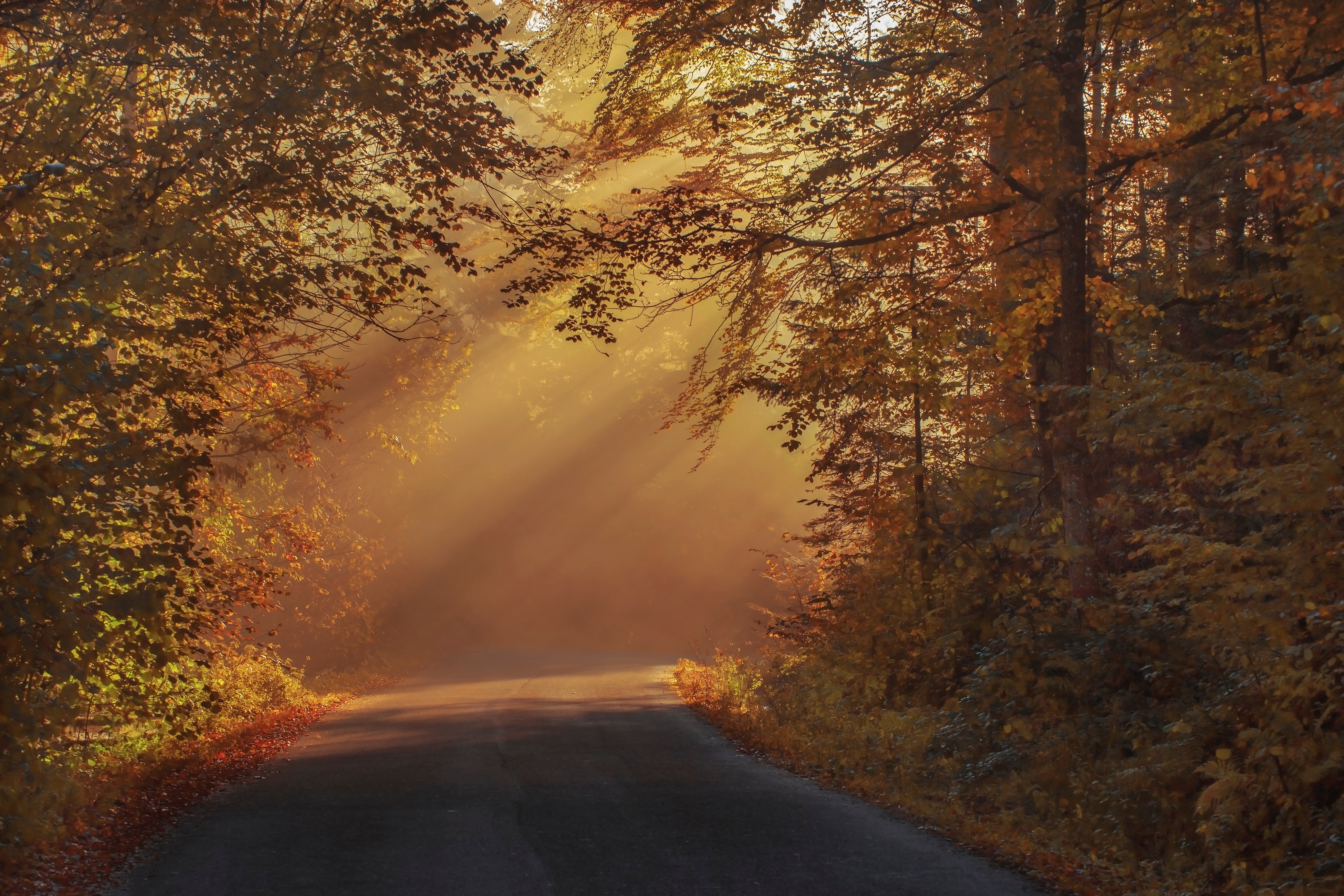 Gray Asphalt Road in Between Brown Orange Leaf Trees during Daytime, Autumnal, Rays, Wood, Water, HQ Photo