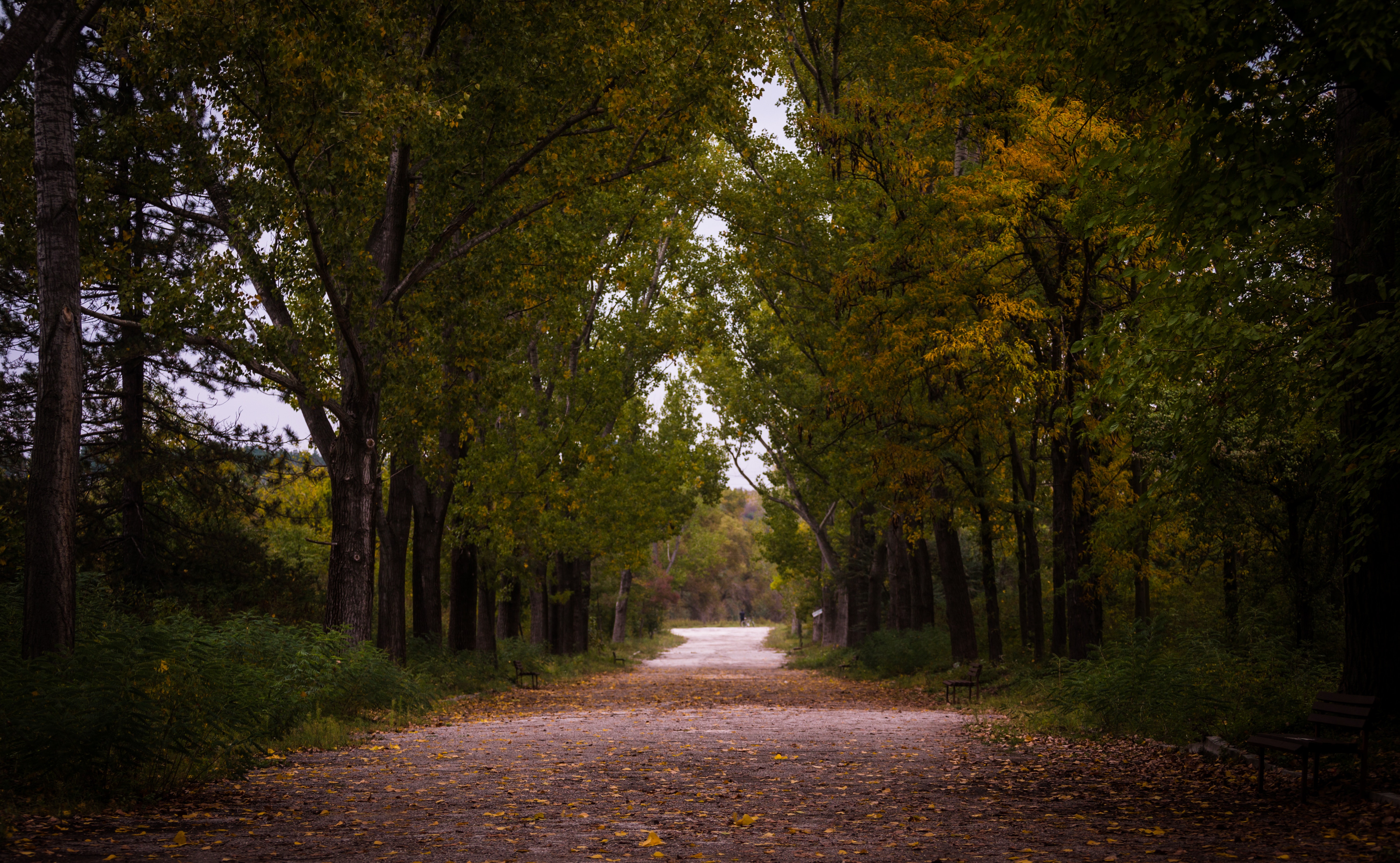 Gray asphalt roadway besides green leaf tree photo