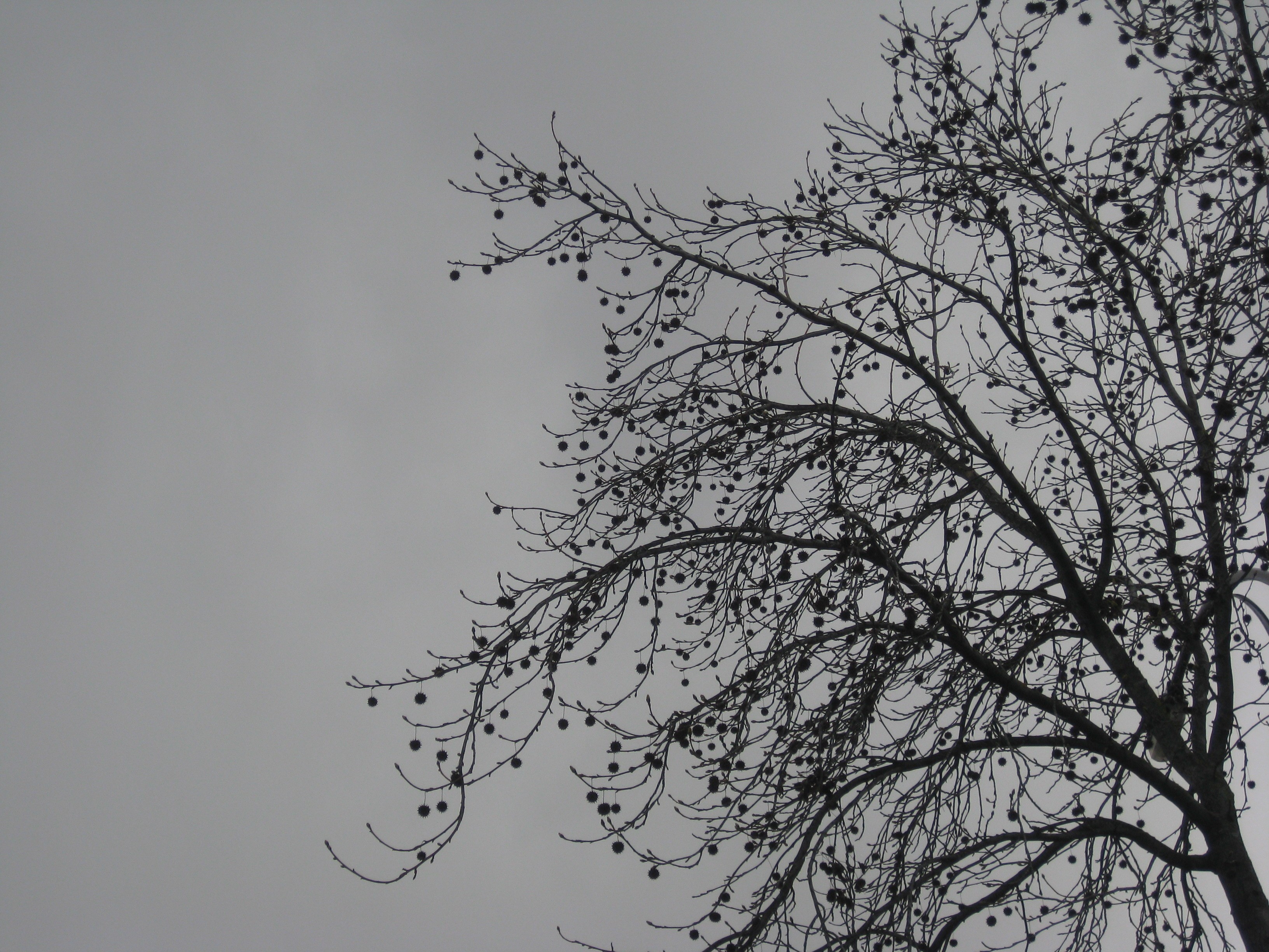 Gray bare tree photo
