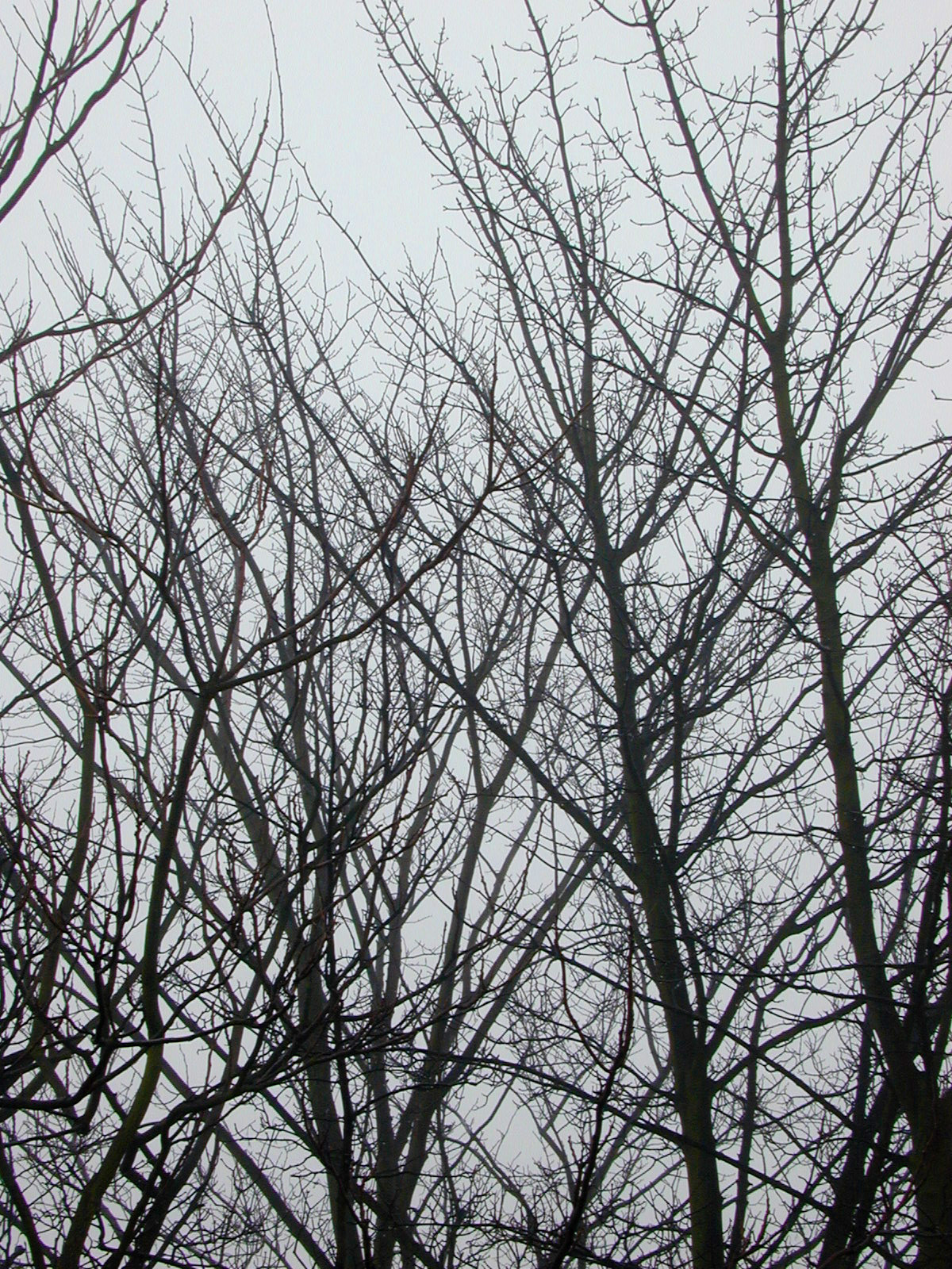Free image of Bare tree branches against a dull grey sky