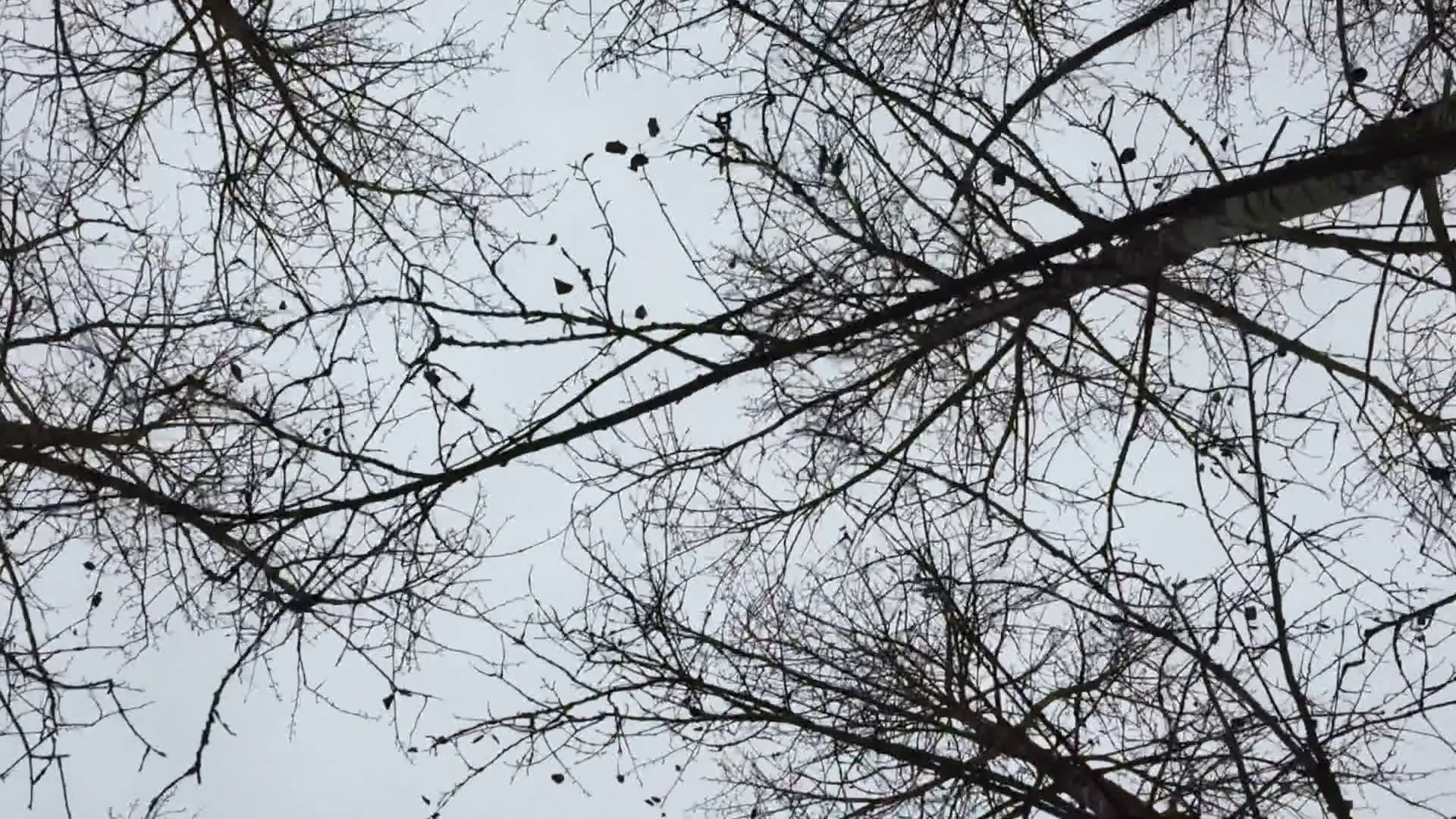 Dry bare autumn trees Stock Video Footage - Videoblocks