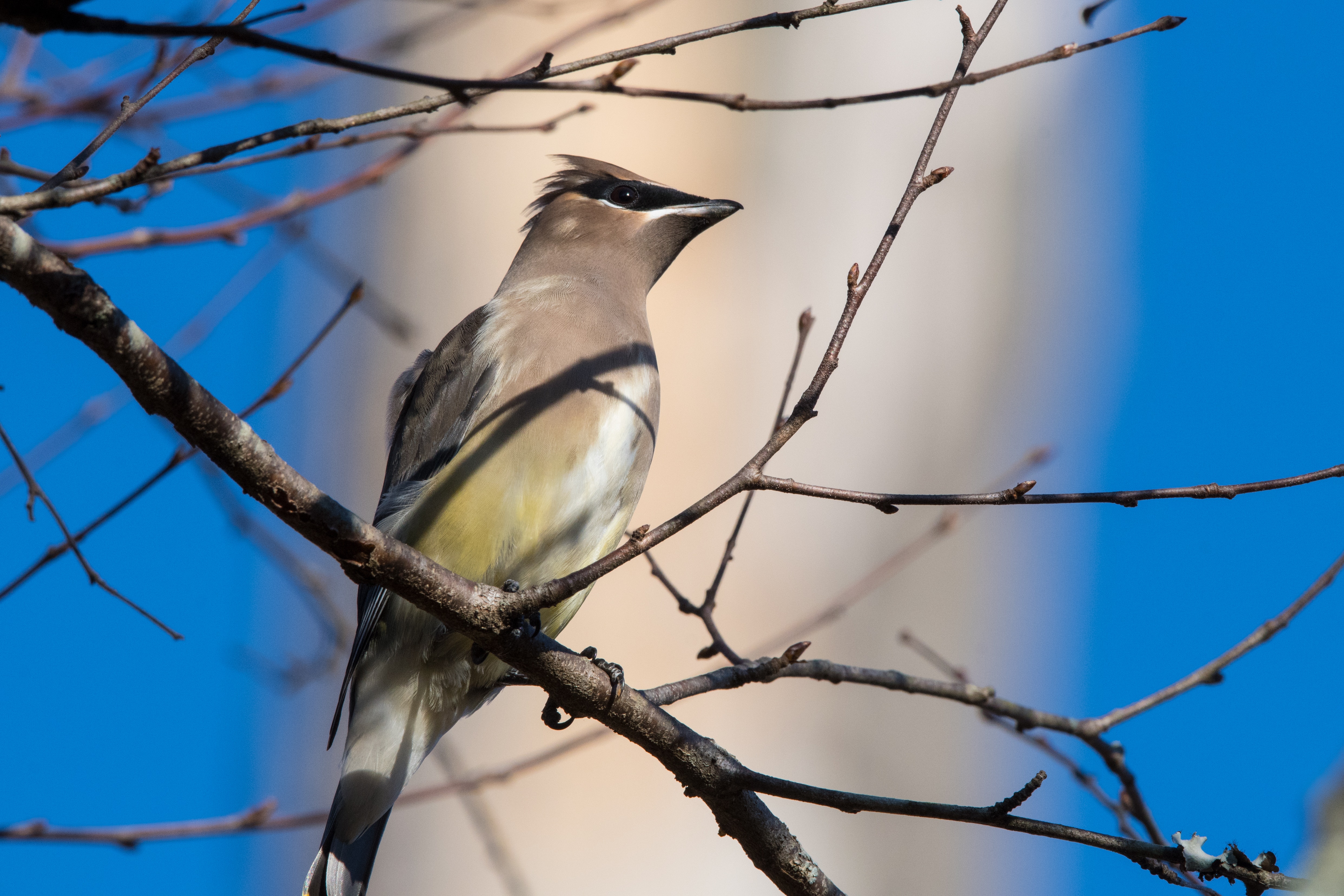 Gray bird perching on tree branch photo