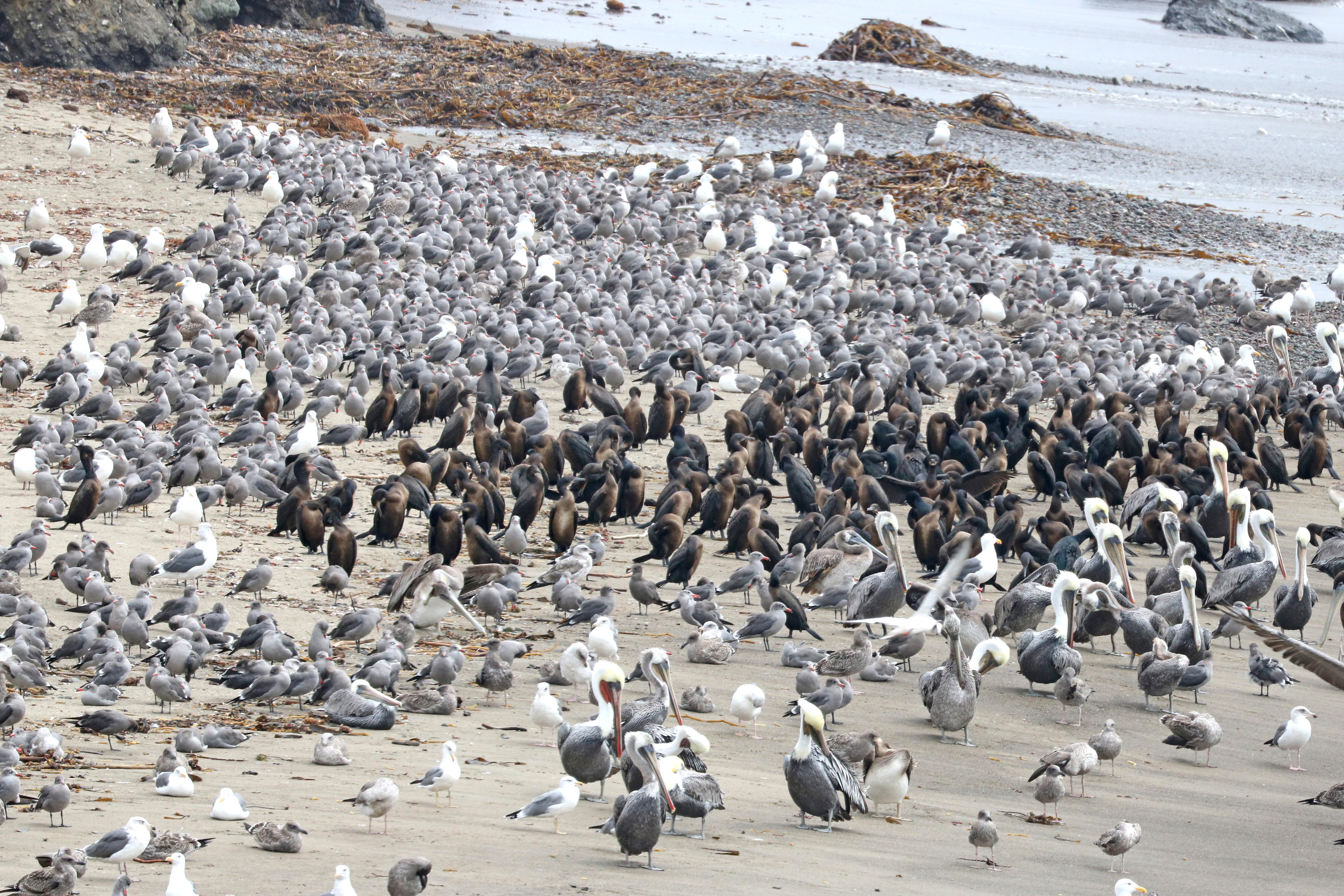 Gray Birds, Animals, Beach, Birds, Flock of birds, HQ Photo
