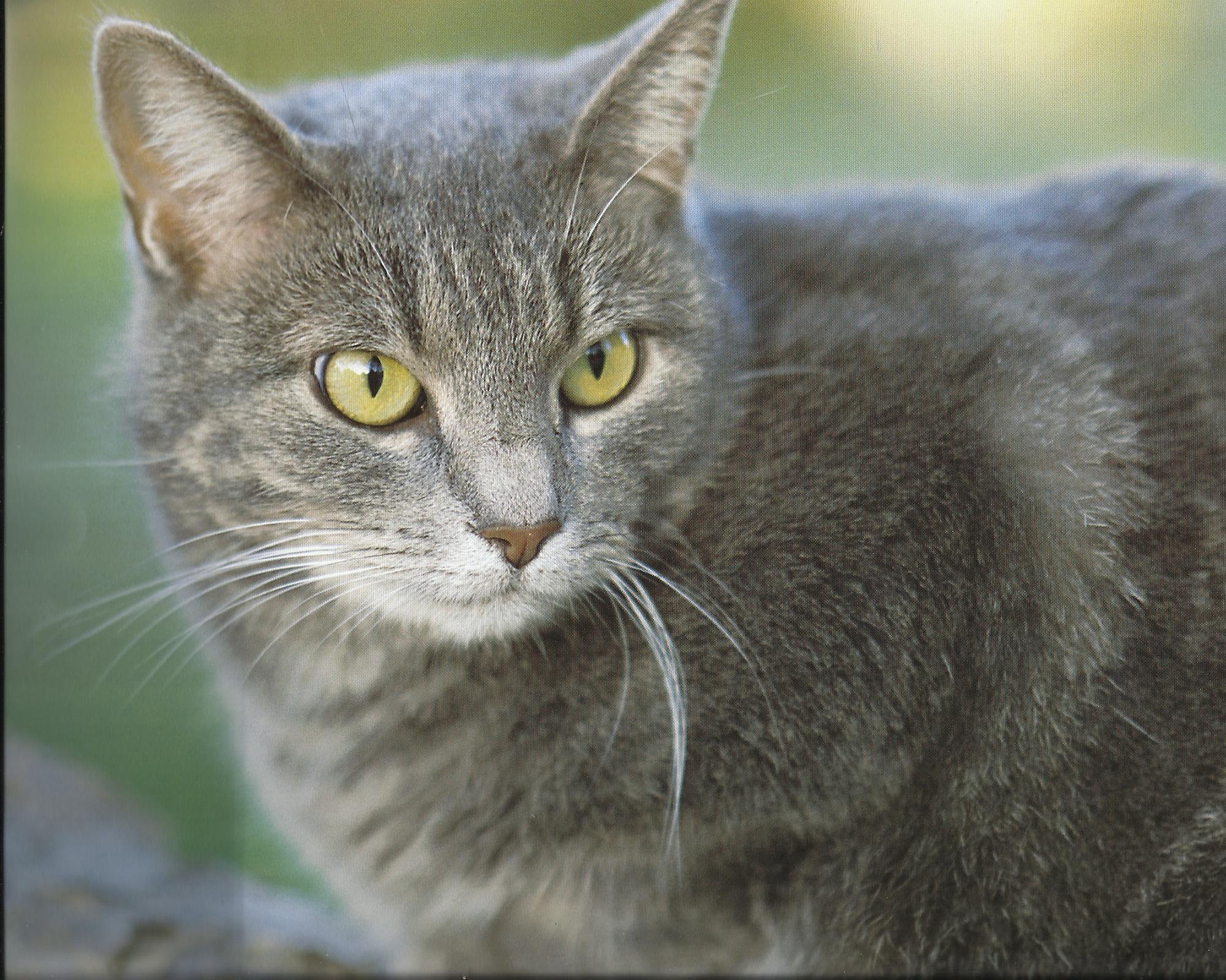 douglas smokey gray cat