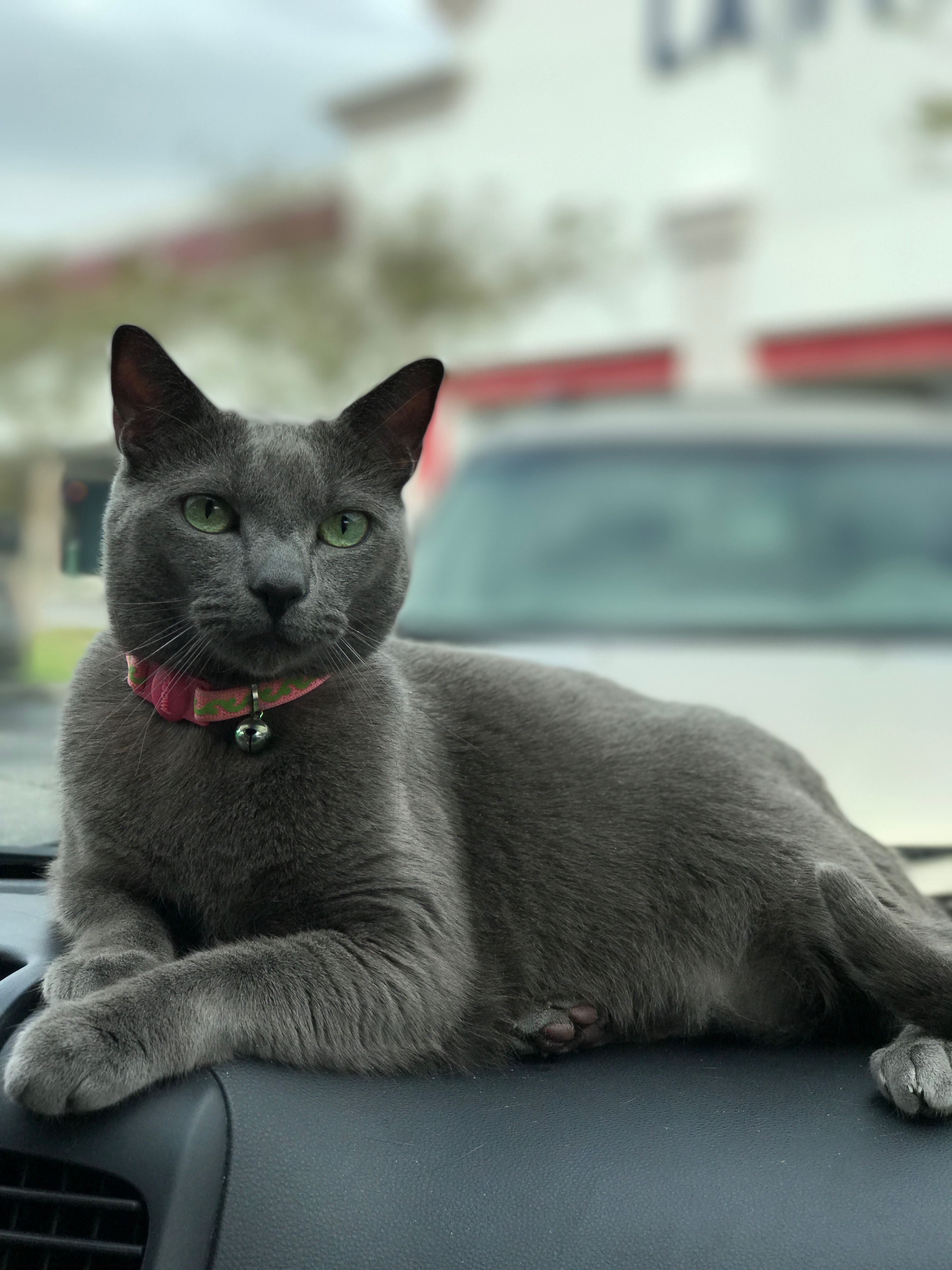 Beautiful gray cat | kitties <3 | Pinterest | Grey cats, Cat and Cat ...