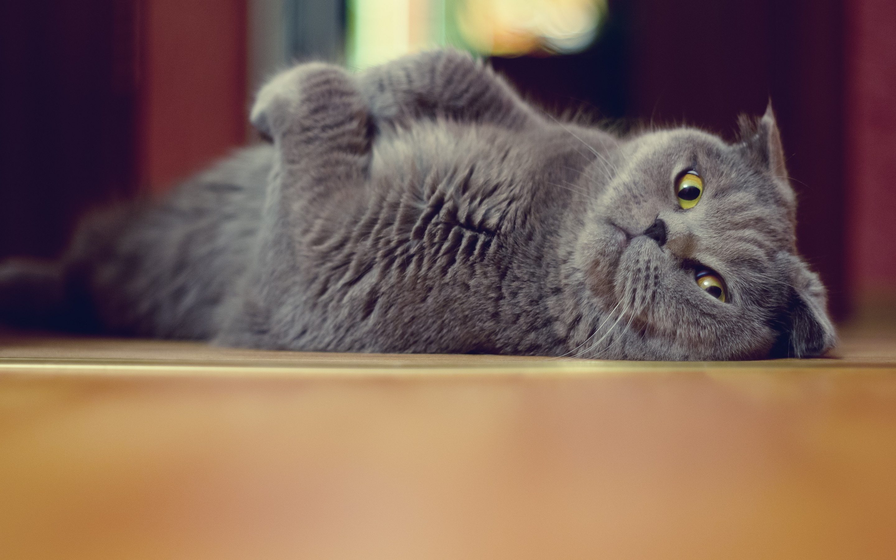 Gray cat photo