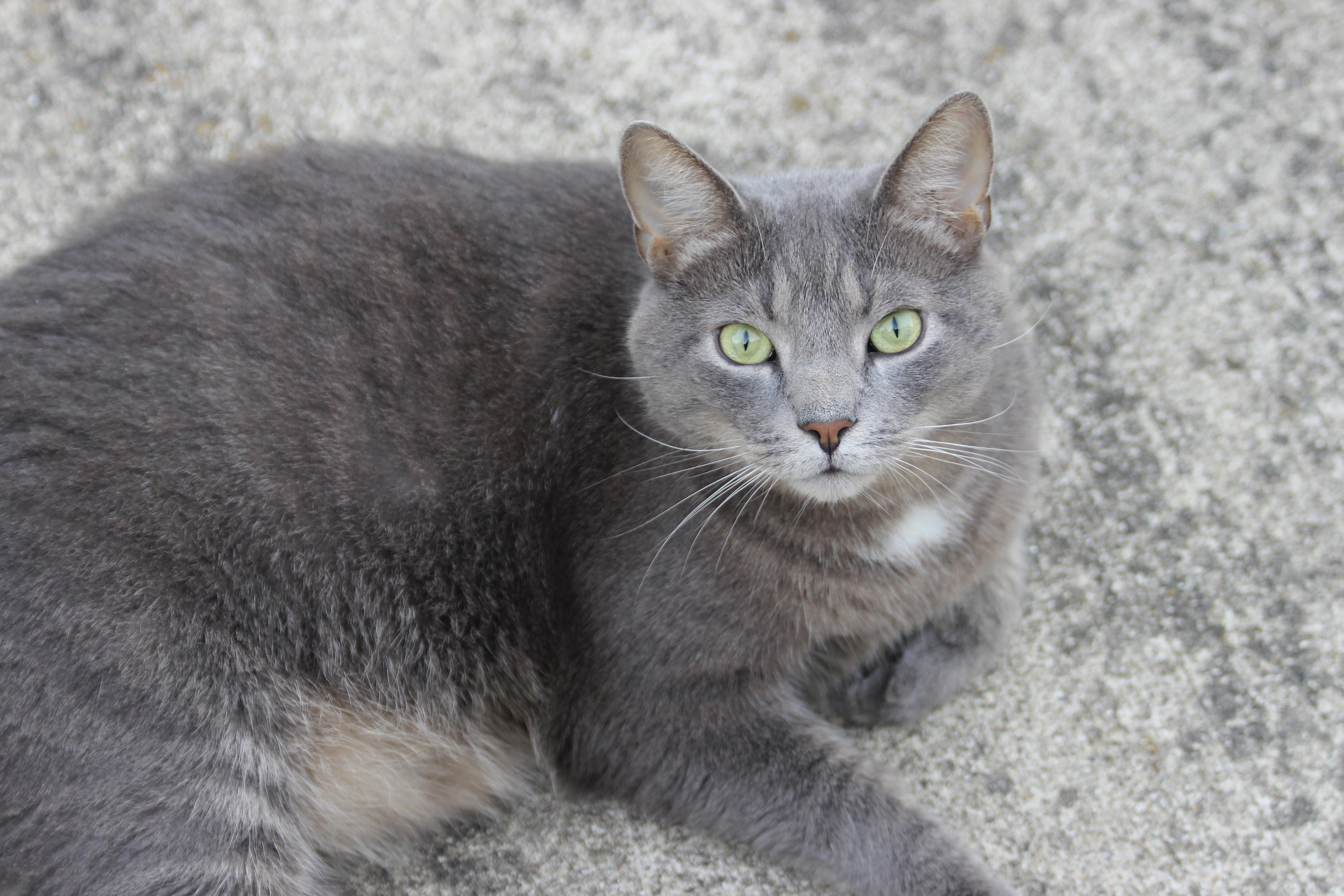 Free picture: gray cat, cute, pet, animal, portrait, grey, eye, fur ...