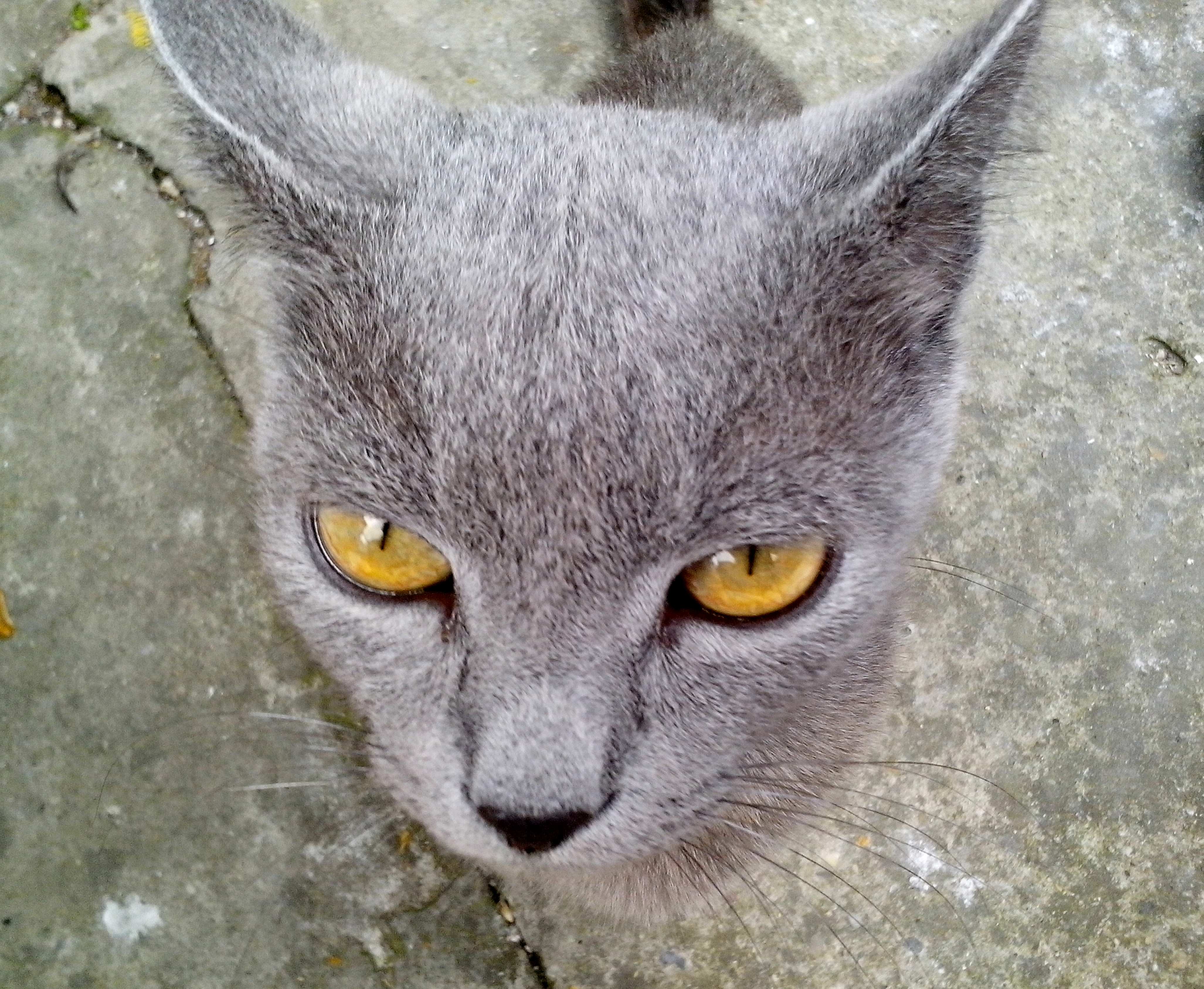 Free picture: gray, cat, head, orange, eyes