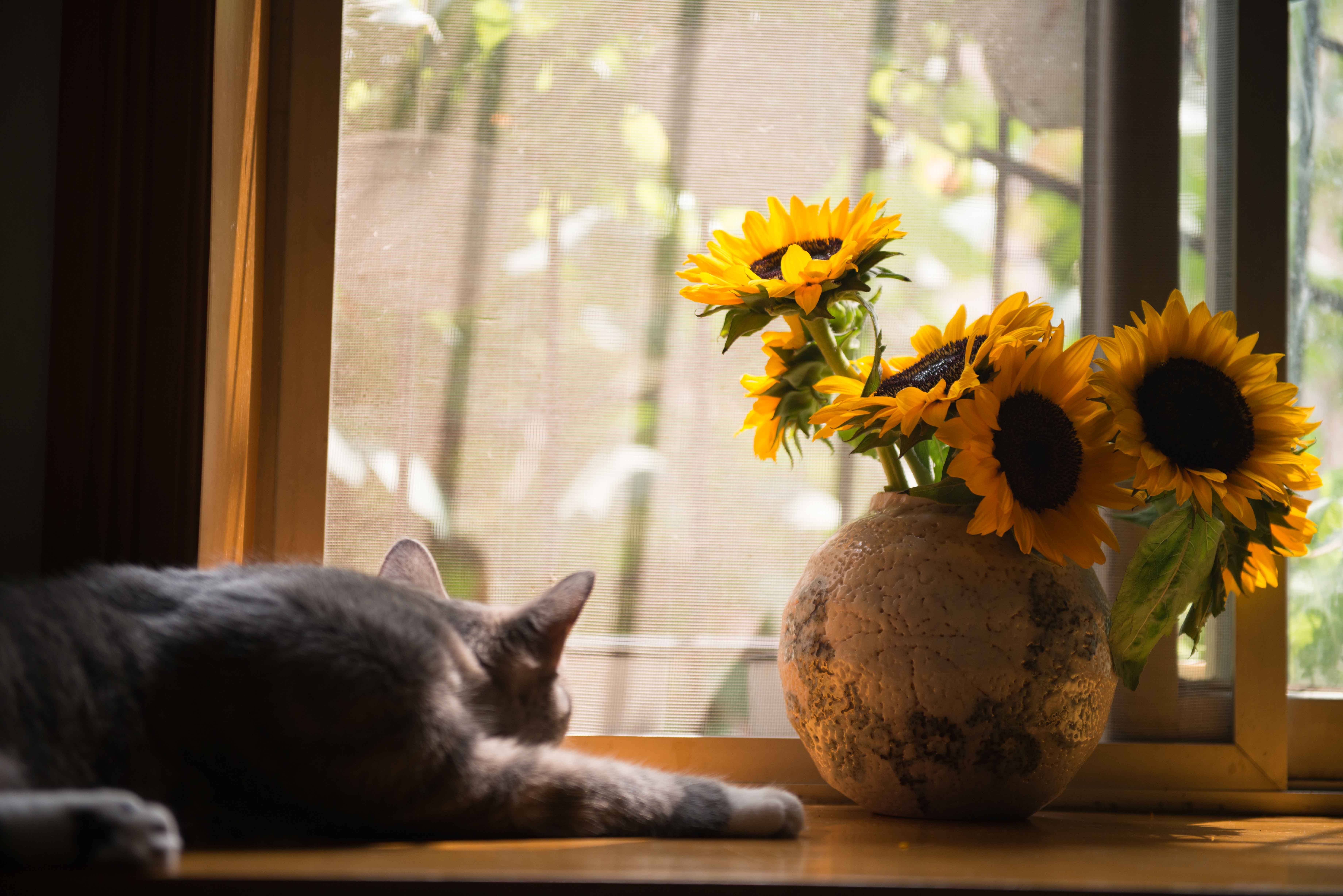 Gray Cat Near Gray Vase With Sunflower, Cat, Interior design, Window, Vase, HQ Photo