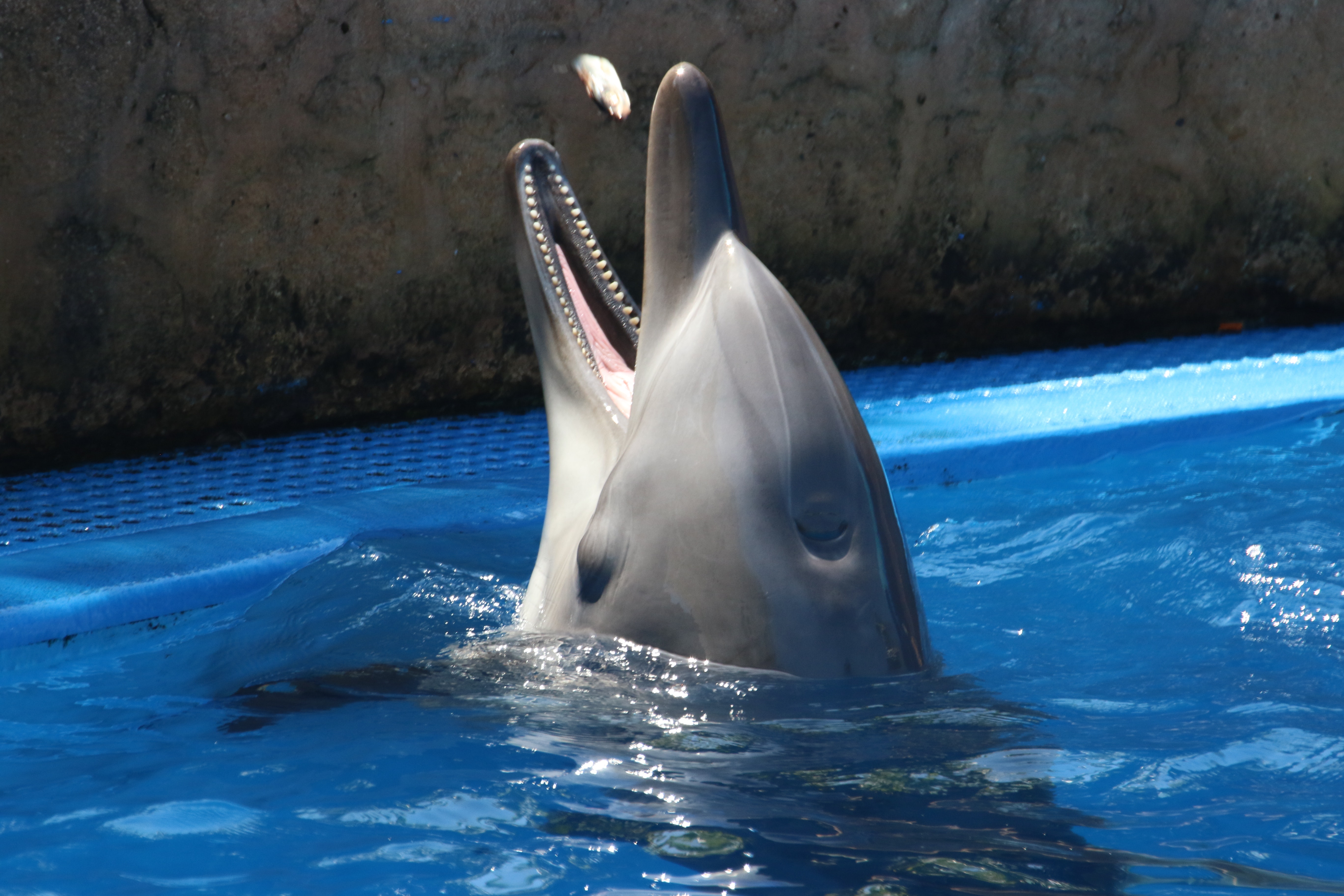 Gray Dolphin on Blue Water, Holiday, Wet, Water, Underwater, HQ Photo