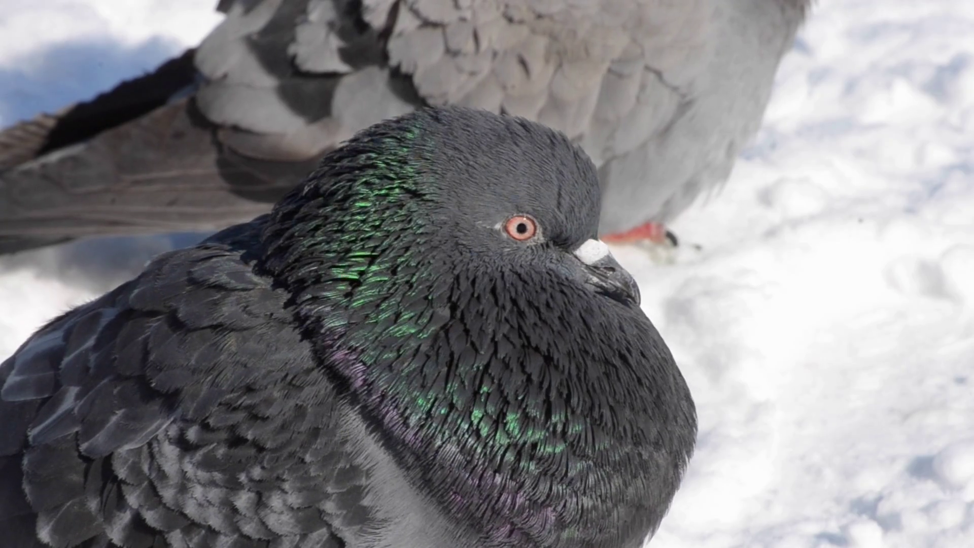 Gray dove pigeon sit on the floor and bask on a cold frosty day in ...